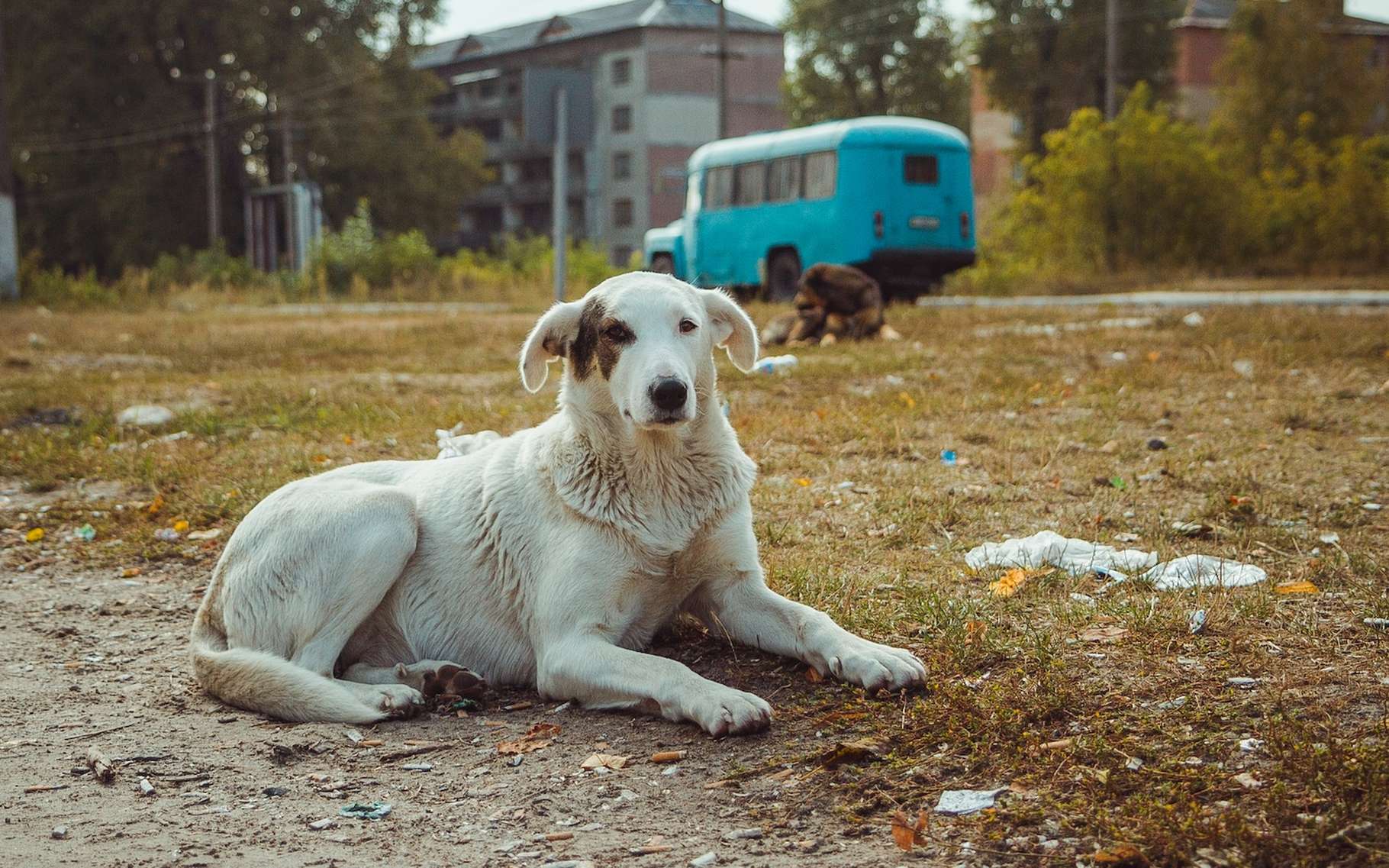 Ces chiens de Tchernobyl ne sont pas comme les autres : les scientifiques ont fait une découverte inattendue