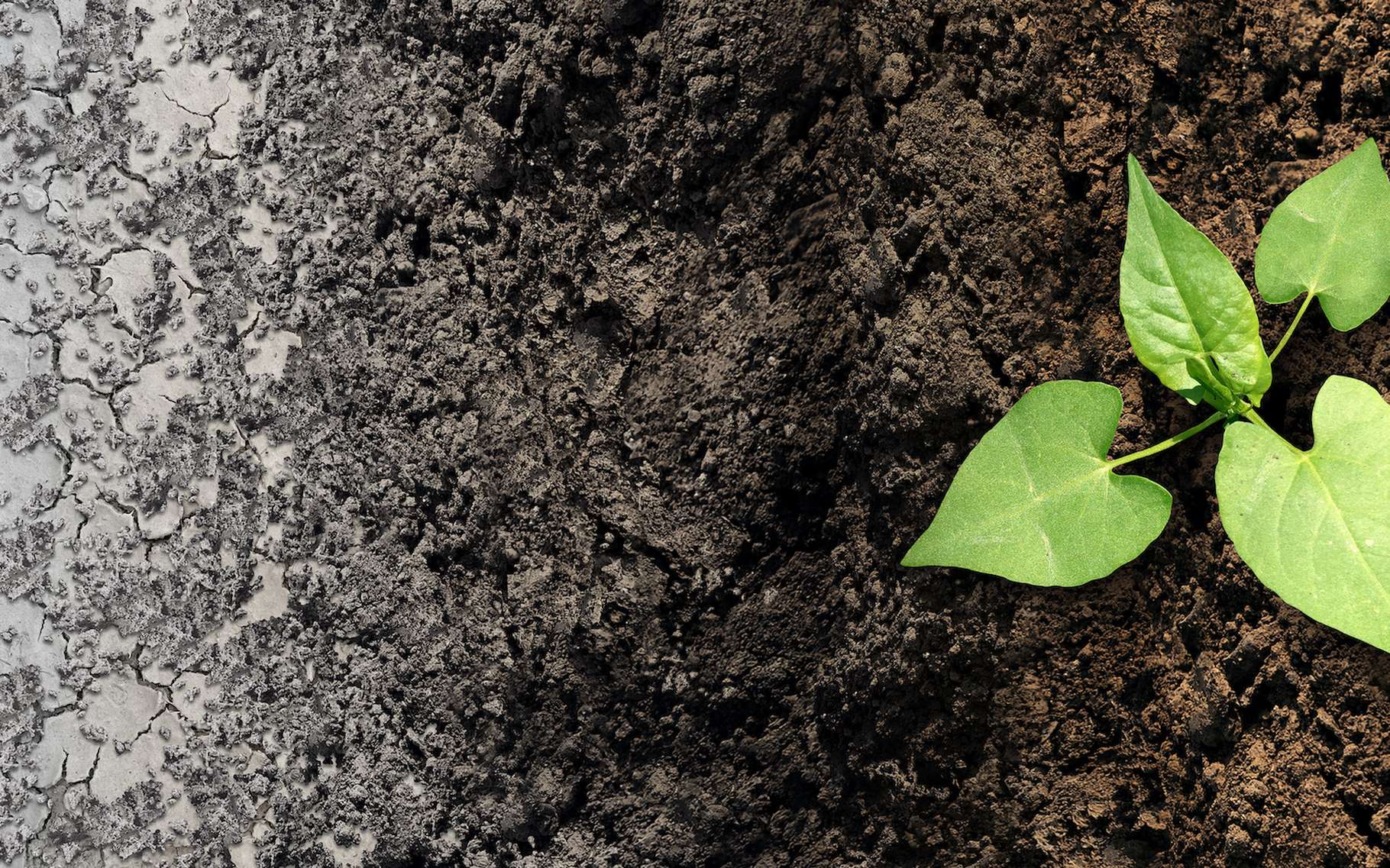 Pour pousser, une plante a impérativement besoin d’eau. D’où les difficultés grandissantes que rencontre l’agriculture dans le contexte de réchauffement climatique et de multiplication des sécheresses. © freshidea, Adobe Stock
