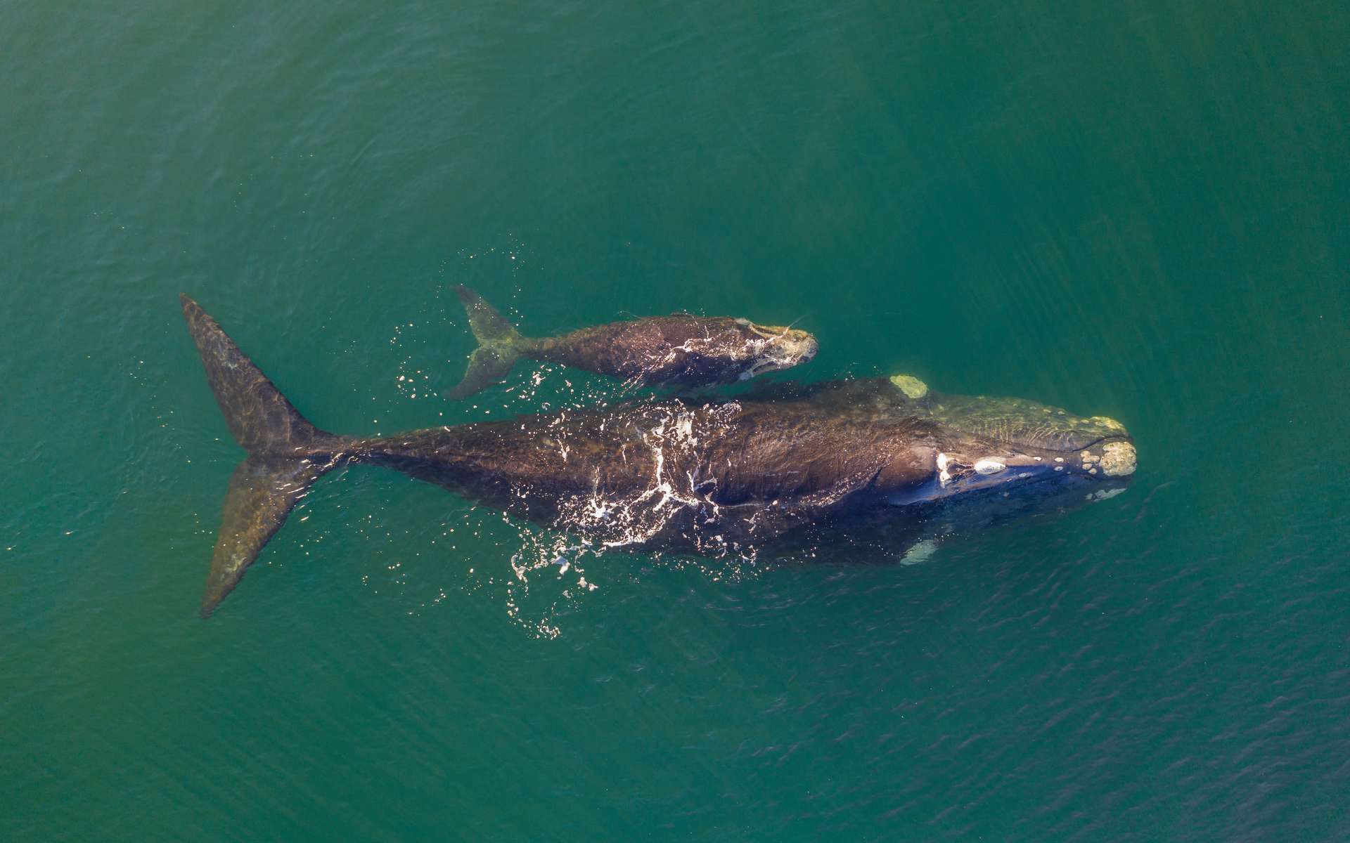 Ces géants des océans vivent bien plus longtemps qu'on ne le pensait !