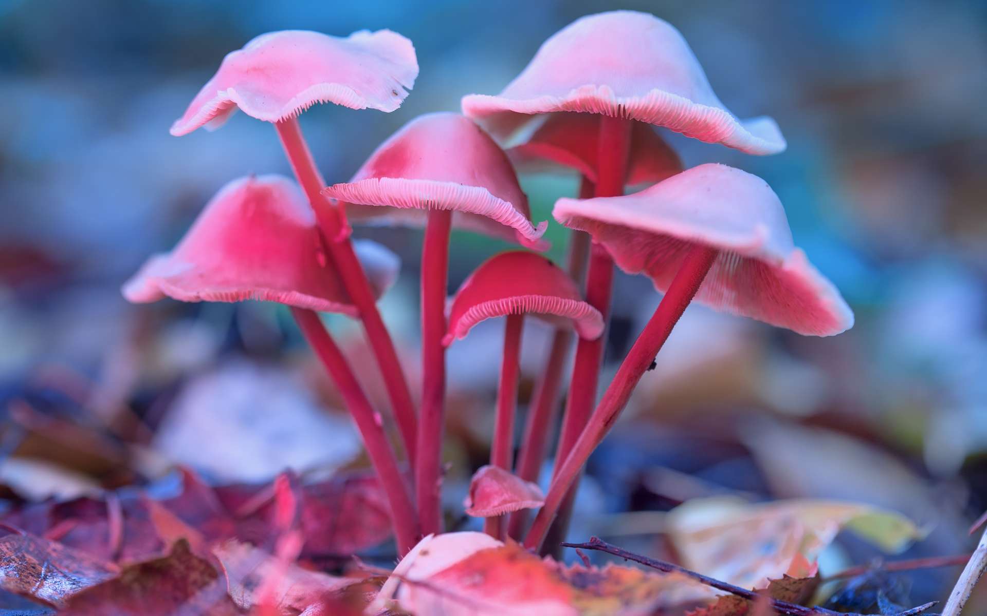 Des champignons contenant de la psilocybine. © Sergei, Adobe Stock