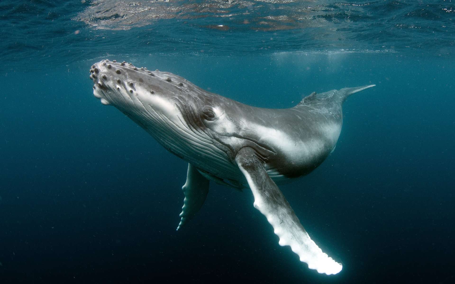 On sait à quoi correspondent les chants des baleines !