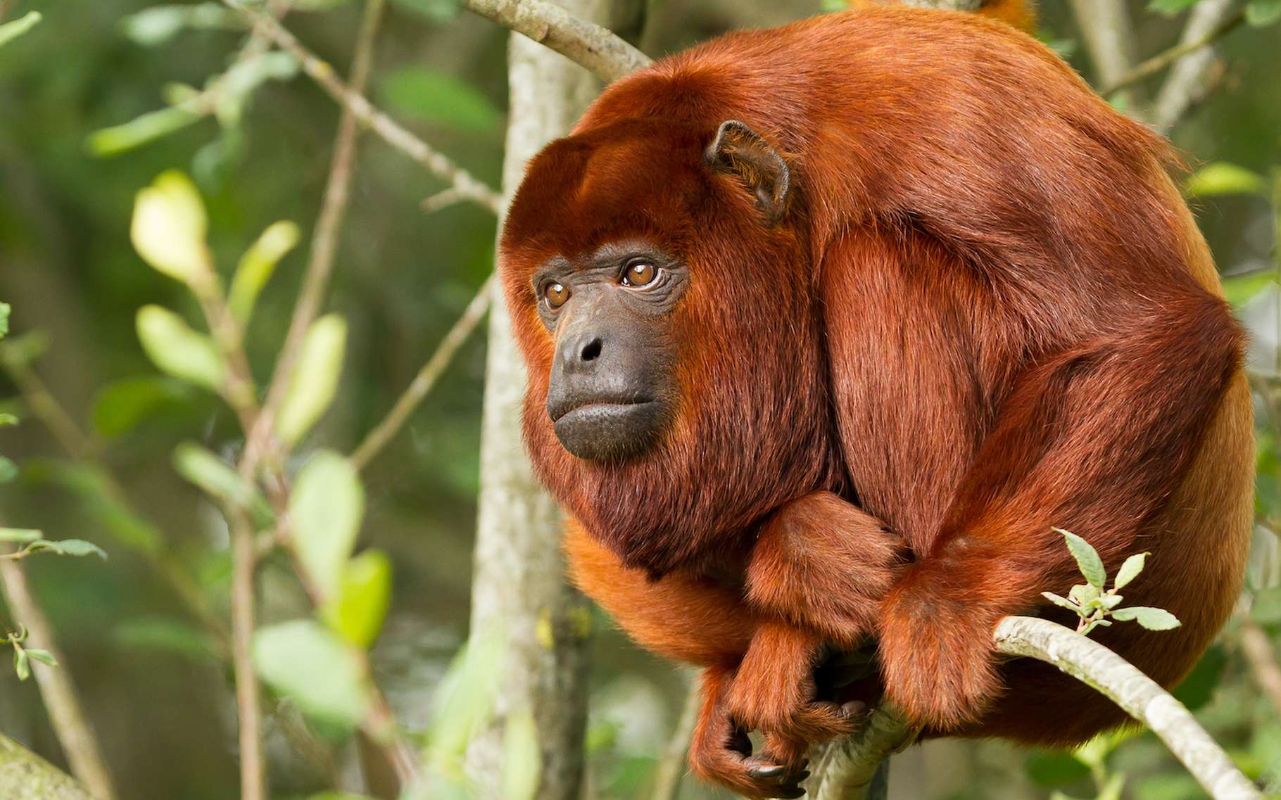 Le singe hurleur roux est un singe paisible. Il passe son temps à se reposer. Sauf… lorsqu’il se met à hurler ! © michaklootwijk, Adobe Stock