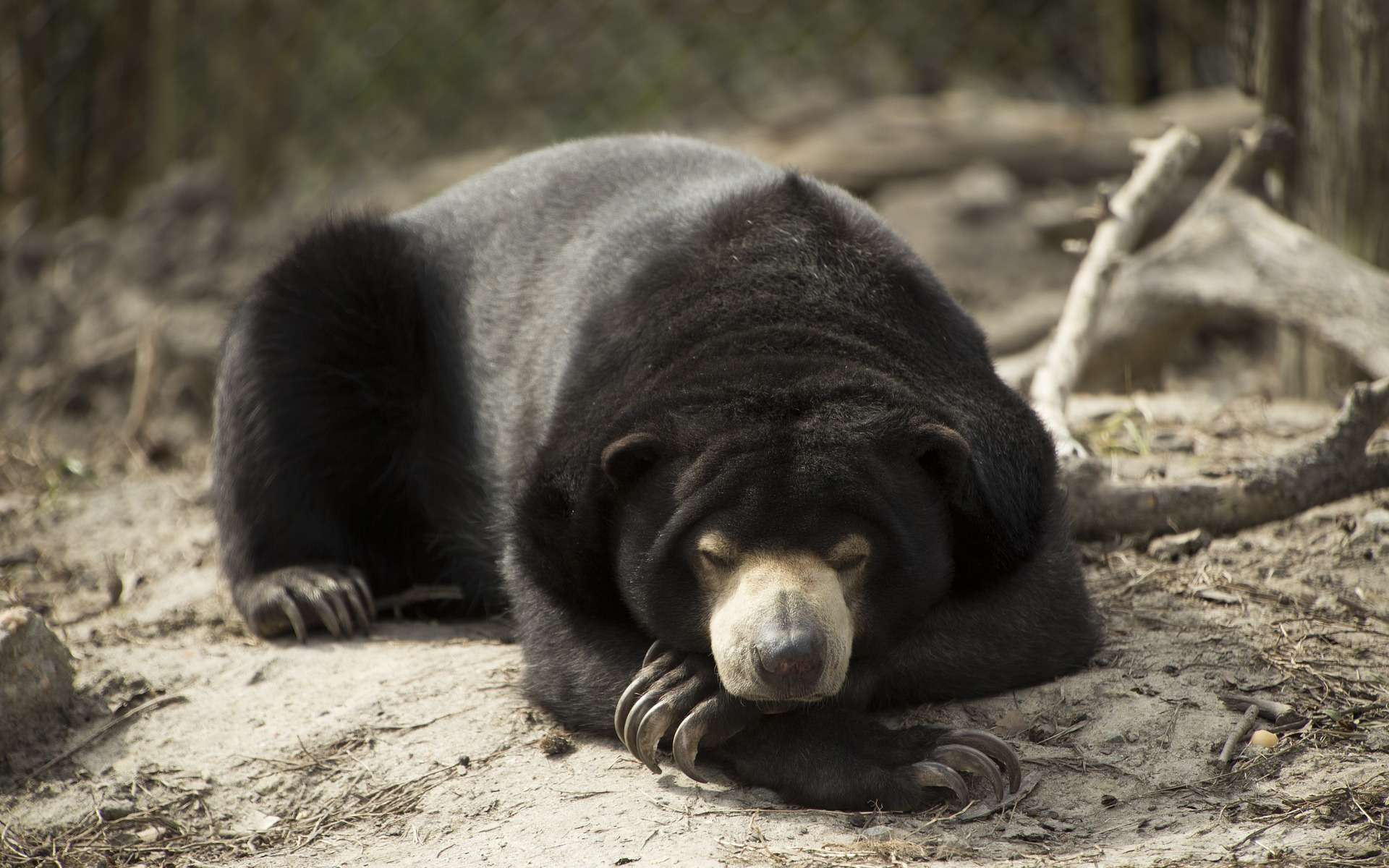 quoi faire si on rencontre un ours noir