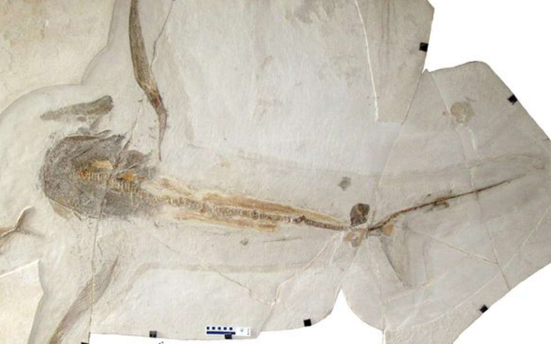 Le fossile du requin-aigle découvert au Mexique. © Romain Vullo et al. Science
