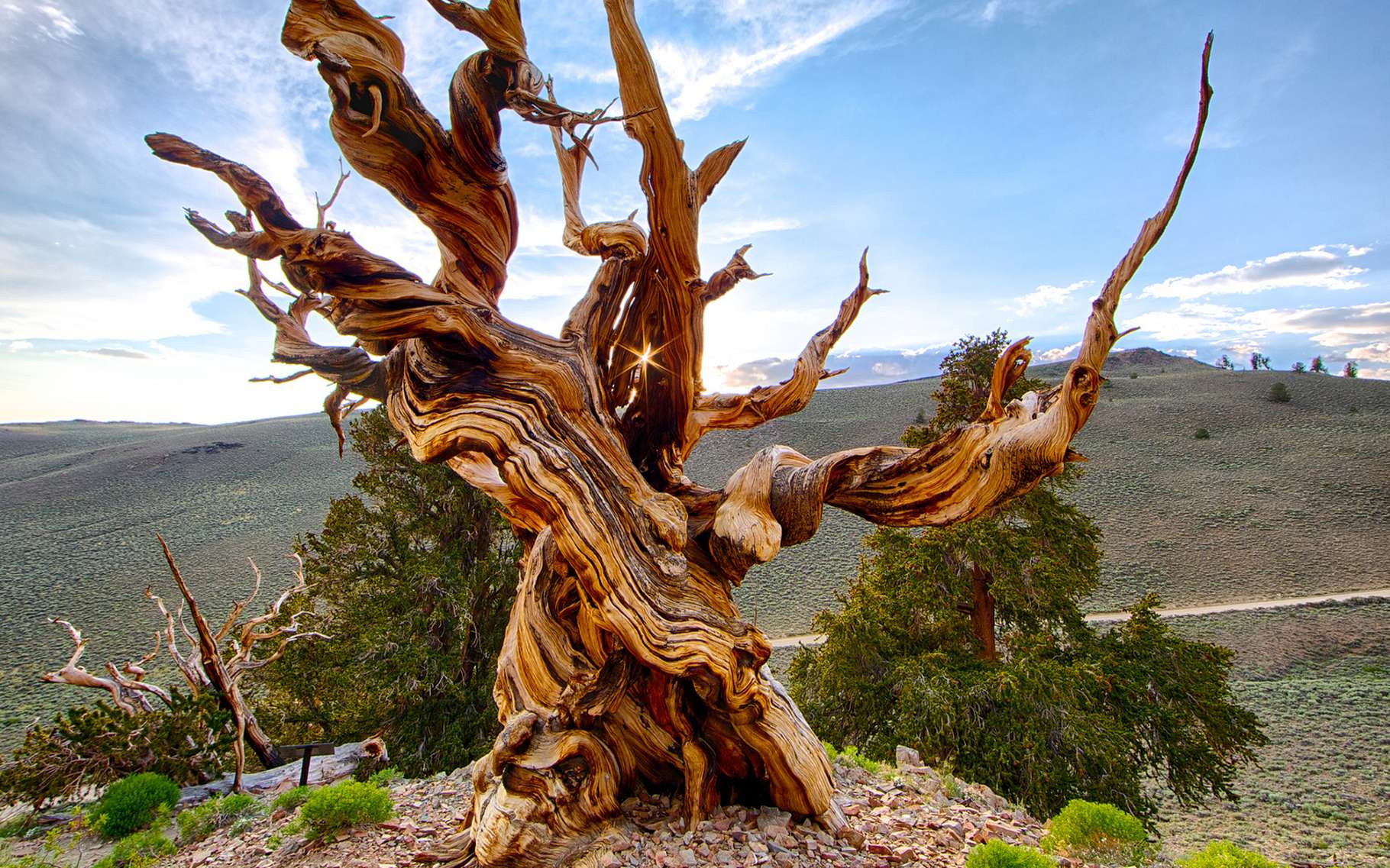 Le plus vieux pin Bristlecone (Pinus longaeva) connu aurait atteint l'âge de 4.900 ans, en Californie. Il a été abattu en 1964. © Chao Yen, Flickr, CC by-nd 2.0