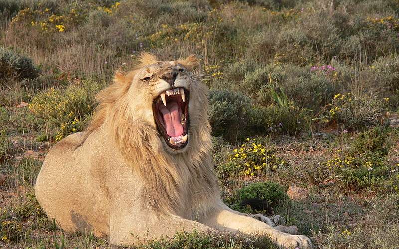 Les Animaux de la Savane Africaine, Royaume Lion