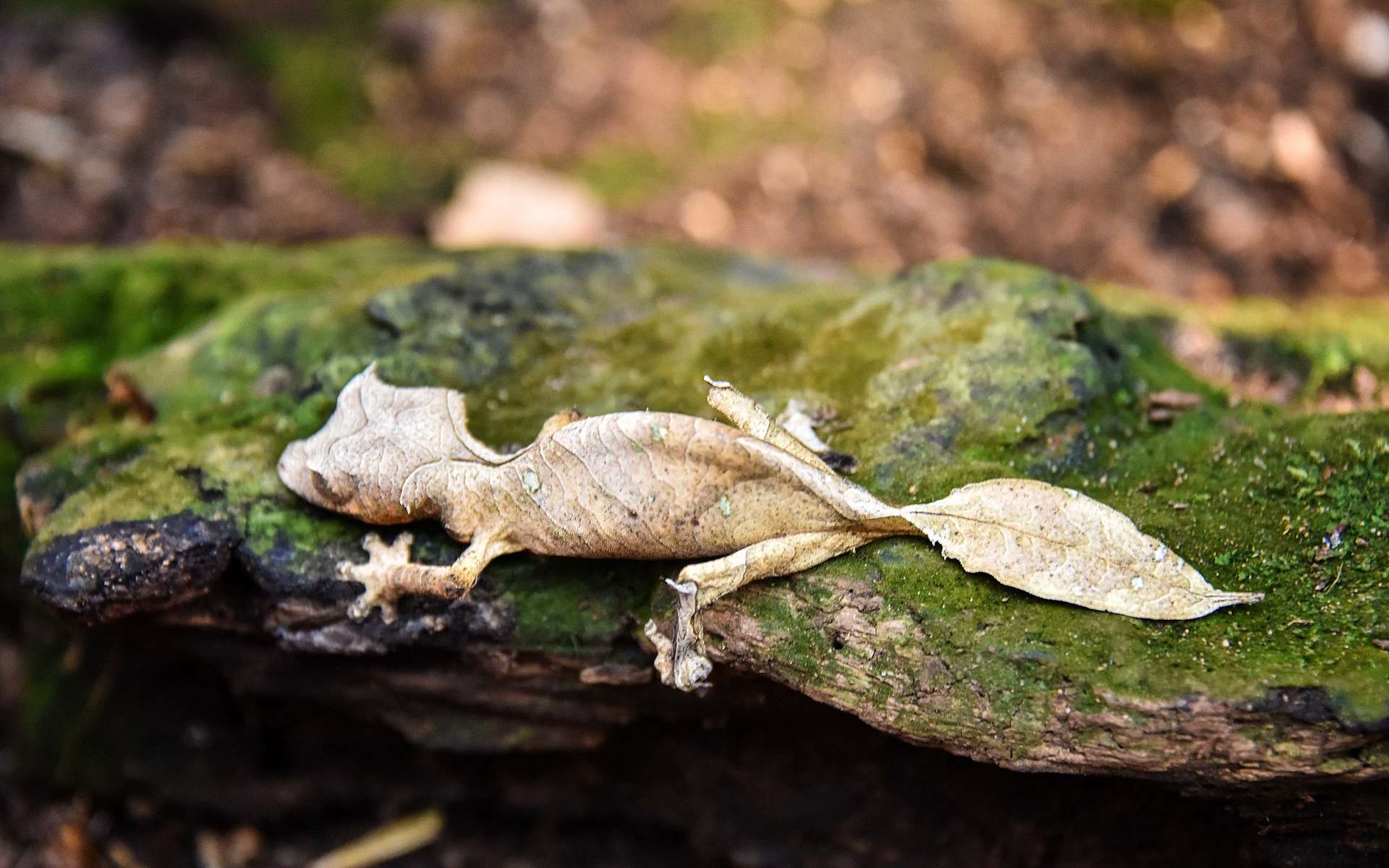 Étrangeté du vivant : ce lézard se déguise en feuille morte !