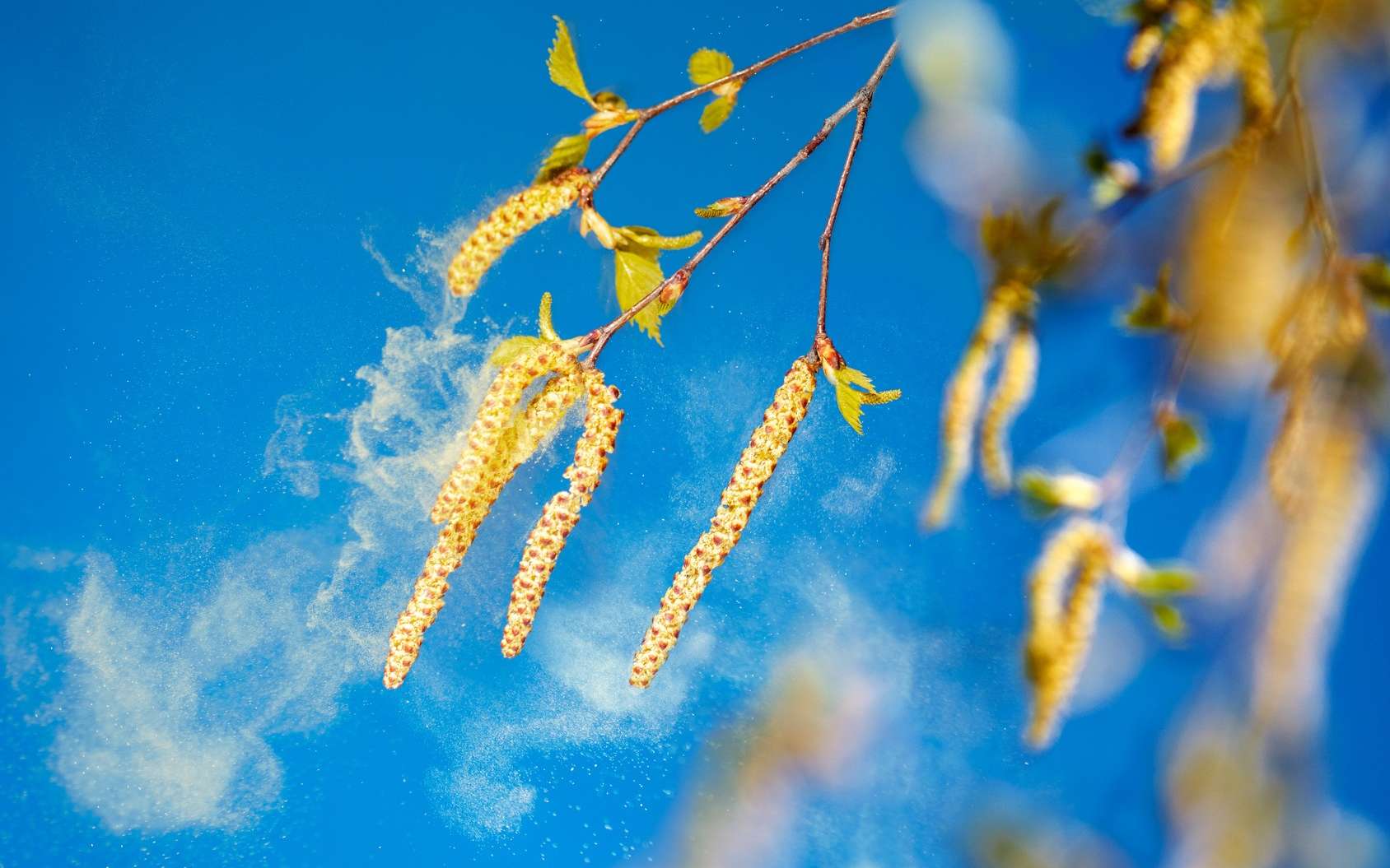 Le pollen de bouleau est transporté par le vent et peut conduire à des réactions allergiques. © Ingo Bartussek, Fotolia
