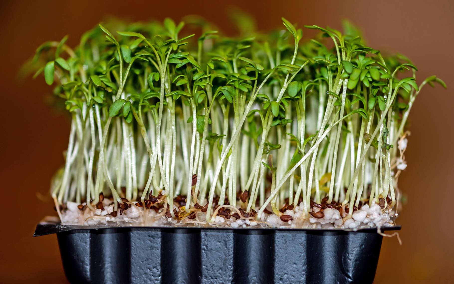 Cresson Jardin Cresson 5.000 Graines-Lepidium Sativum à épices Salade