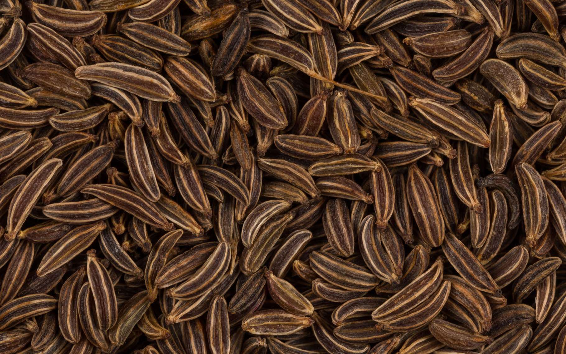 Plante le cumin et ses bienfaits Dossier