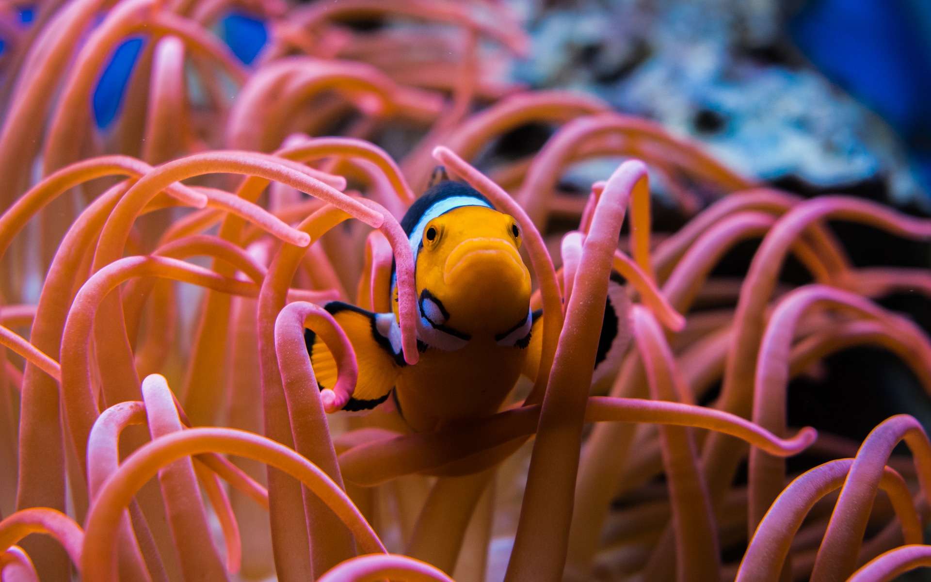 Il suffit d’une dizaine de crevettes Caridina japonica pour entretenir un aquarium de 100 litres. © Pixabay