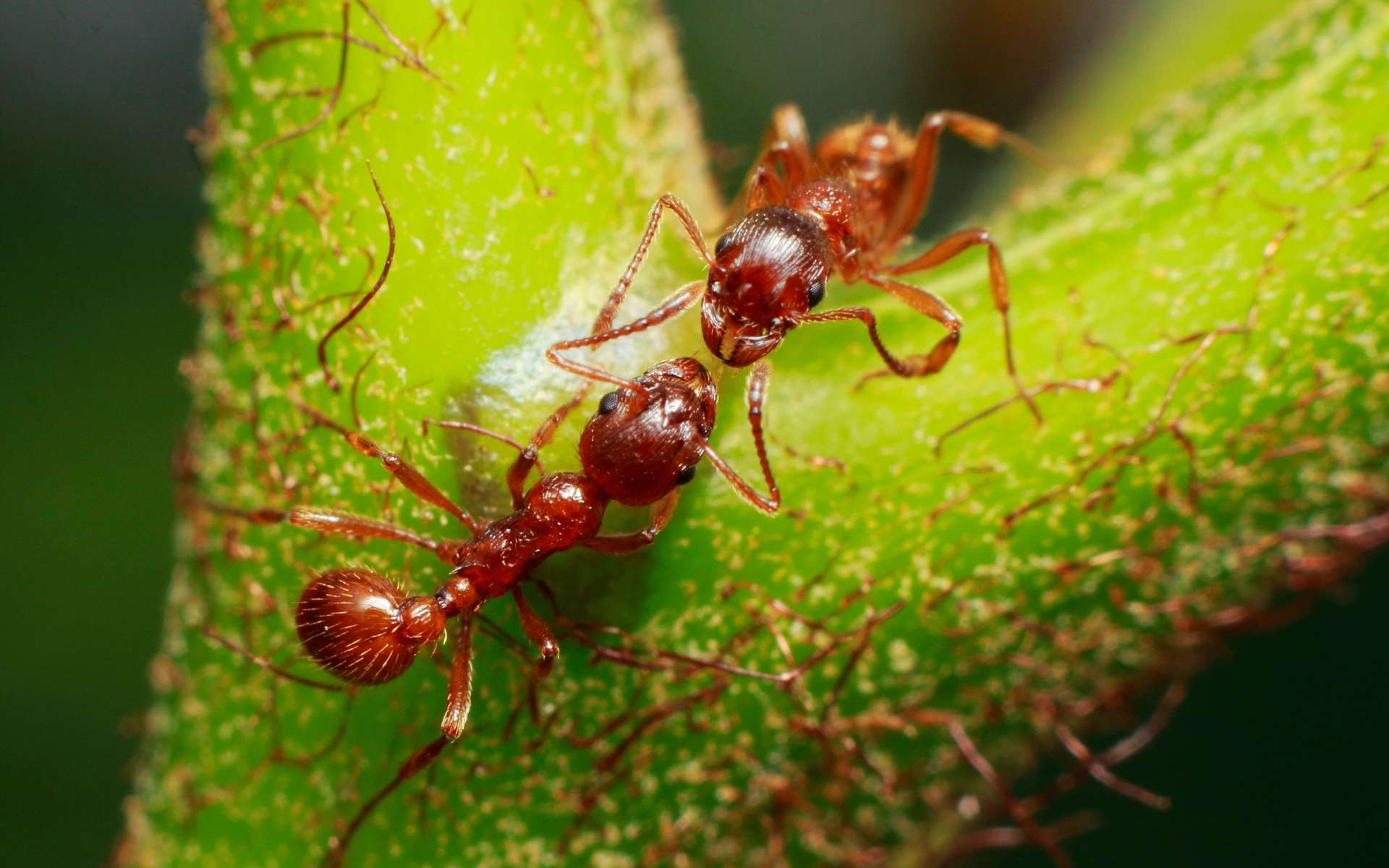 Comment des champignons sournois passent sous le radar des fourmis