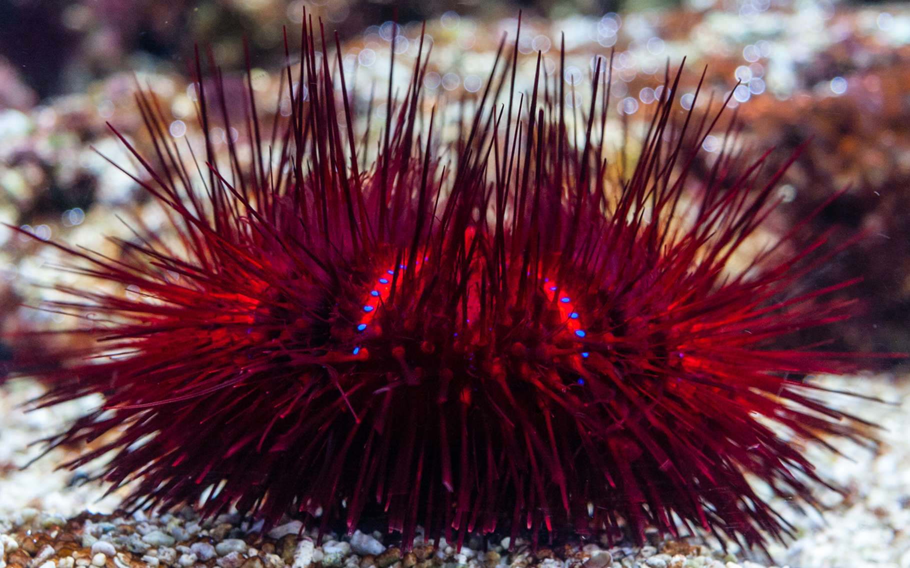 Les Echinodermes De L Etoile De Mer Aux Oursins Dossier