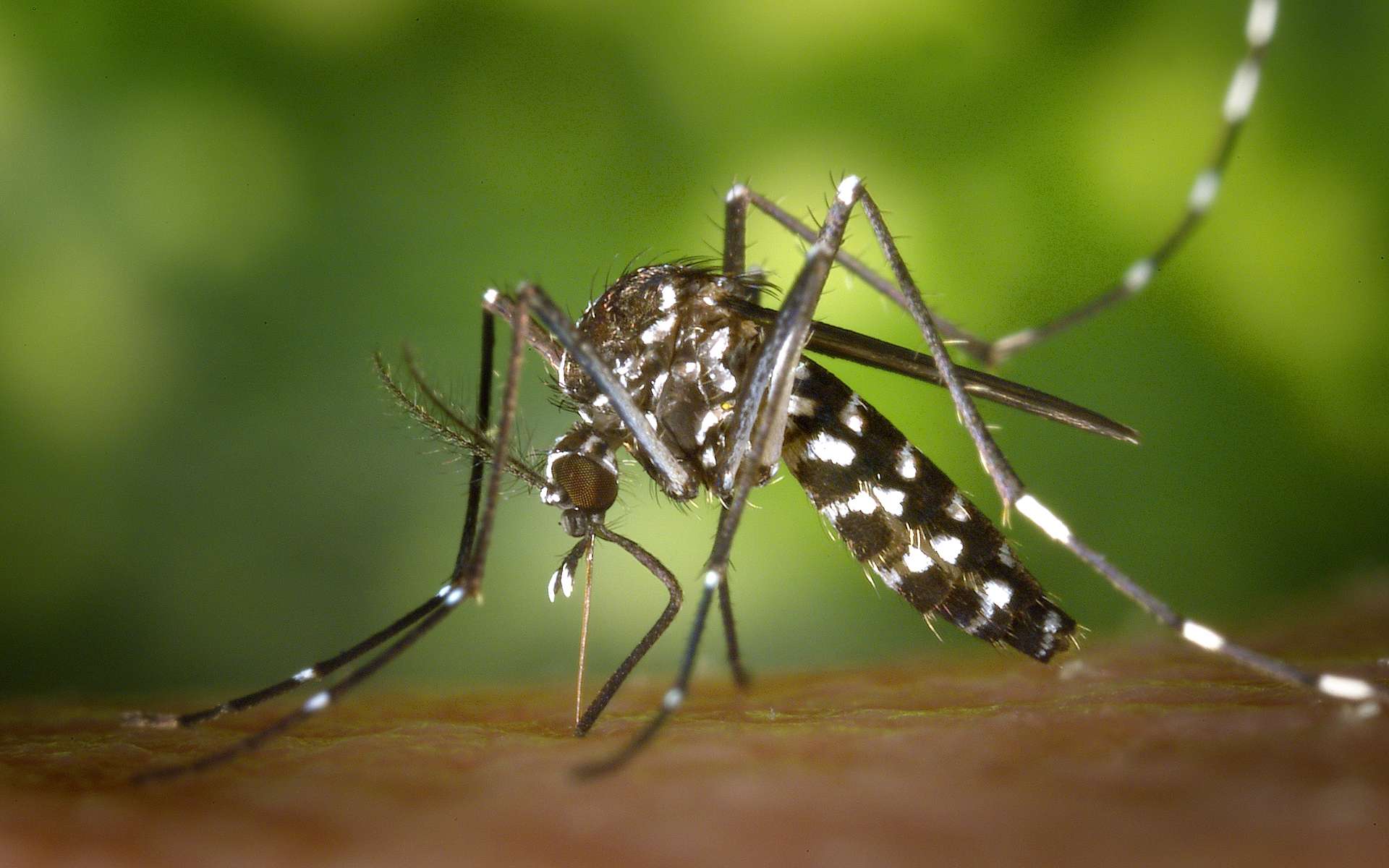 Un moustique-tigre fait le plein. © James Gathany, Centers for Disease Control and Prevention (USA), Wikimedia Commons, domaine public