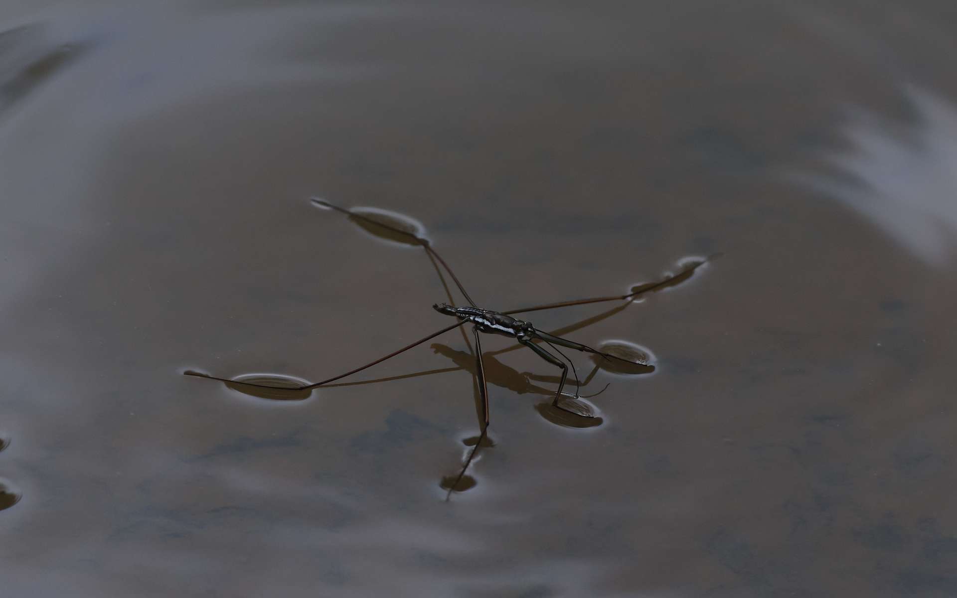 Un secret vieux de millions d'années a été recréé pour ce robot qui marche sur l'eau !
