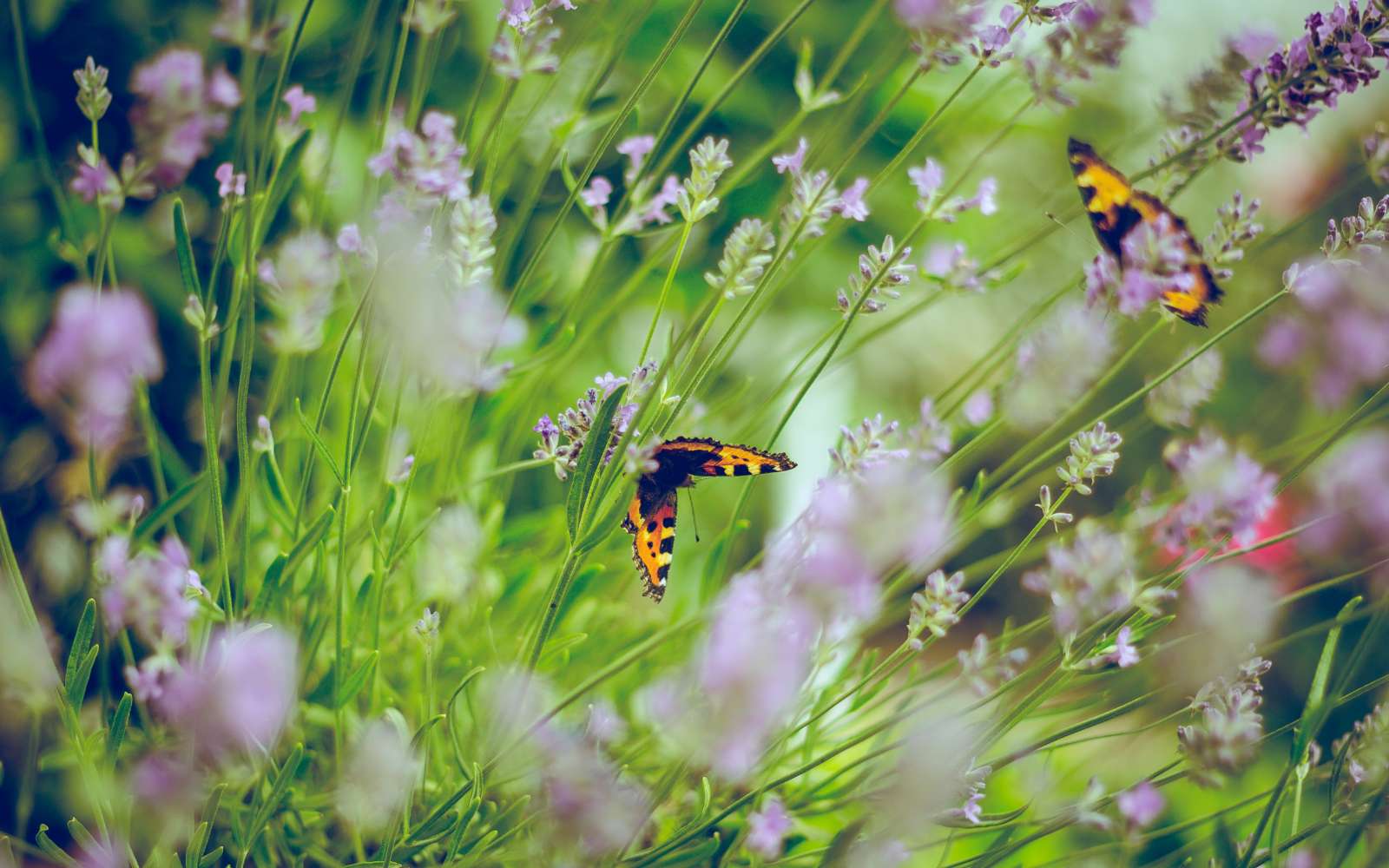 4 auxiliaires à accueillir dans votre jardin !