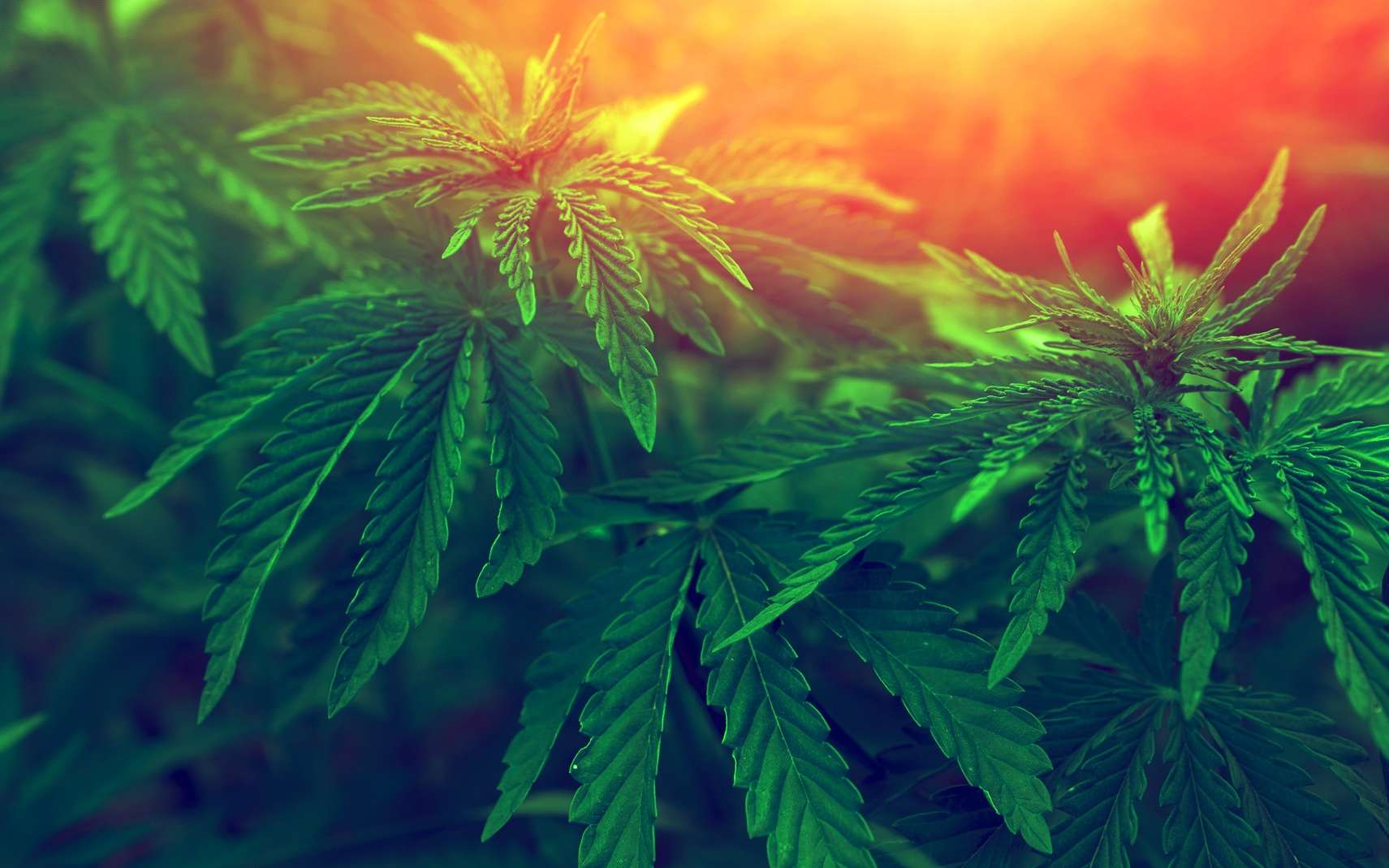 Un médicament à base de cannabis a été approuvé aux États-Unis pour la première fois. © Lumppini, Fotolia
