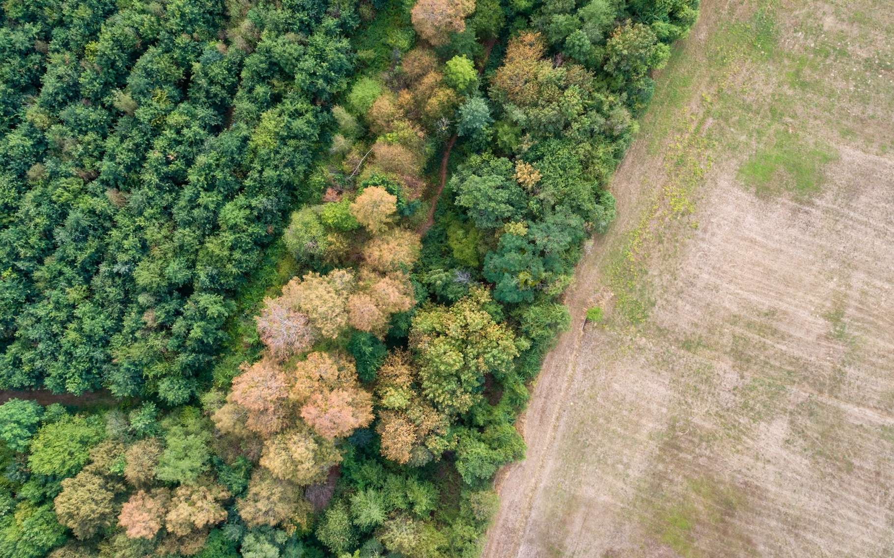 Ce phénomène fait que les forêts tropicales sont encore plus menacées qu'on le pensait !