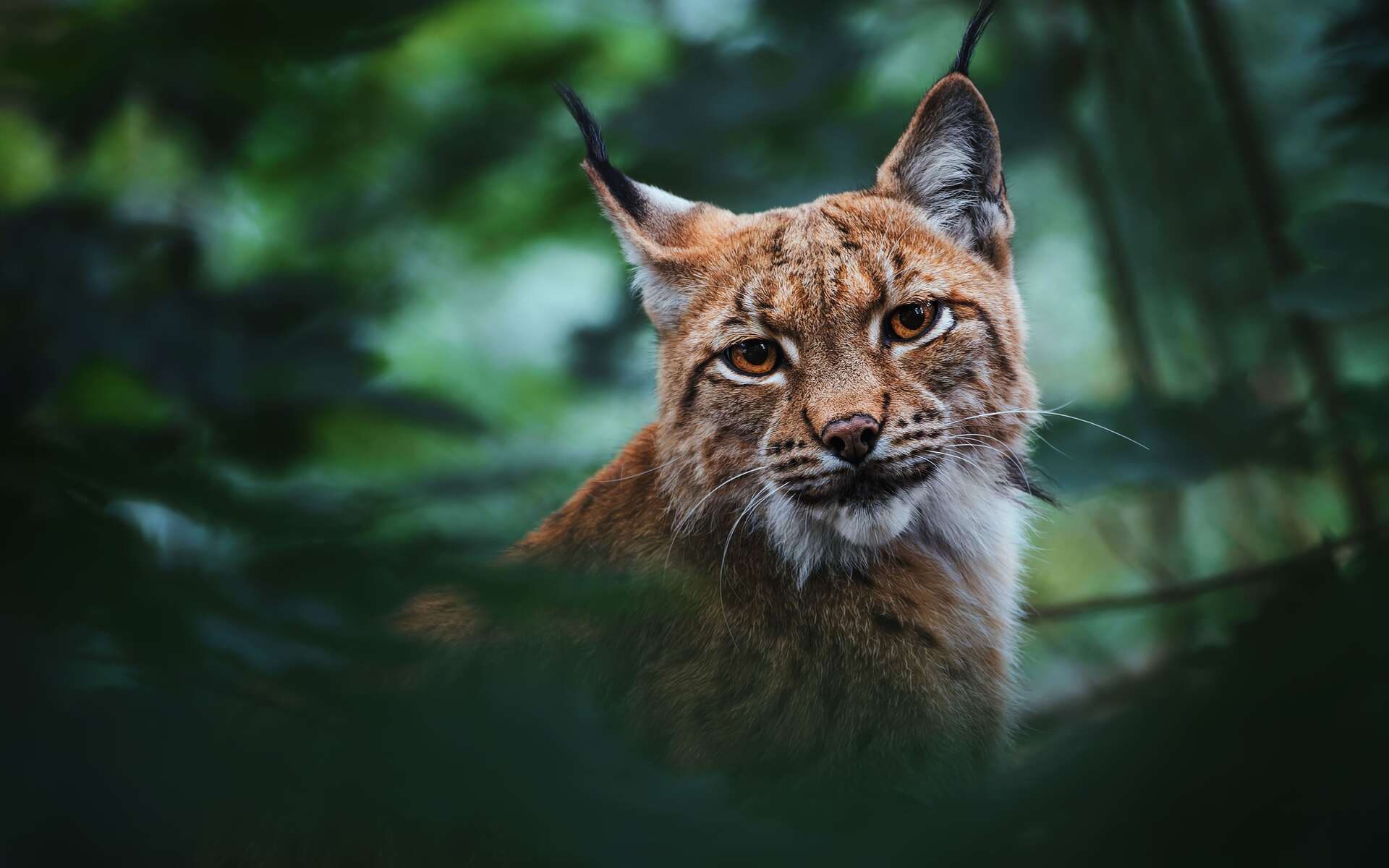 Qui est responsable de la disparition des lynx en France ?