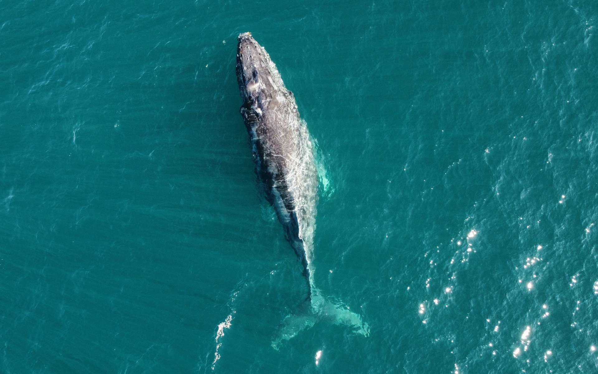 Comment les drones révolutionnent le suivi des baleines