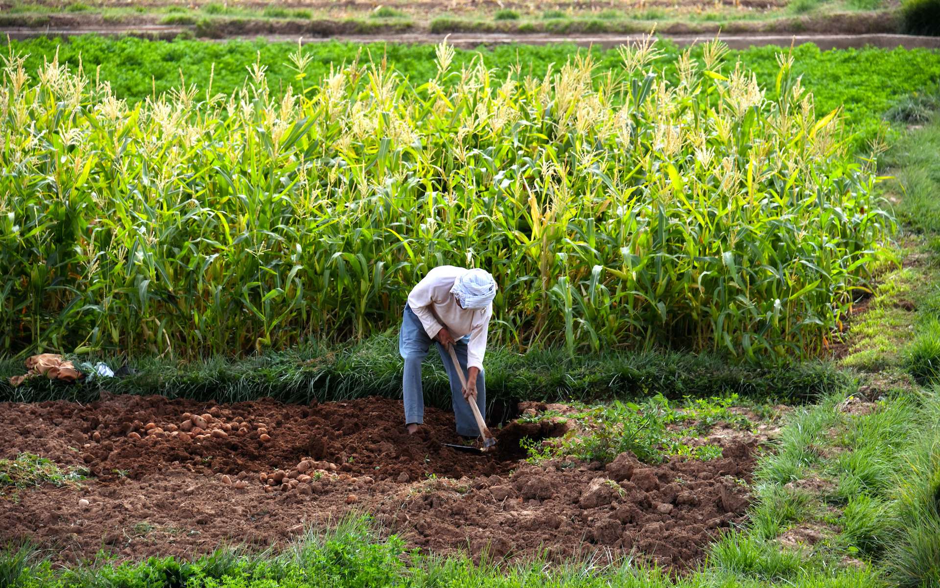 Definition Agriculture Vivriere Agriculture De Subsistance Futura Planete