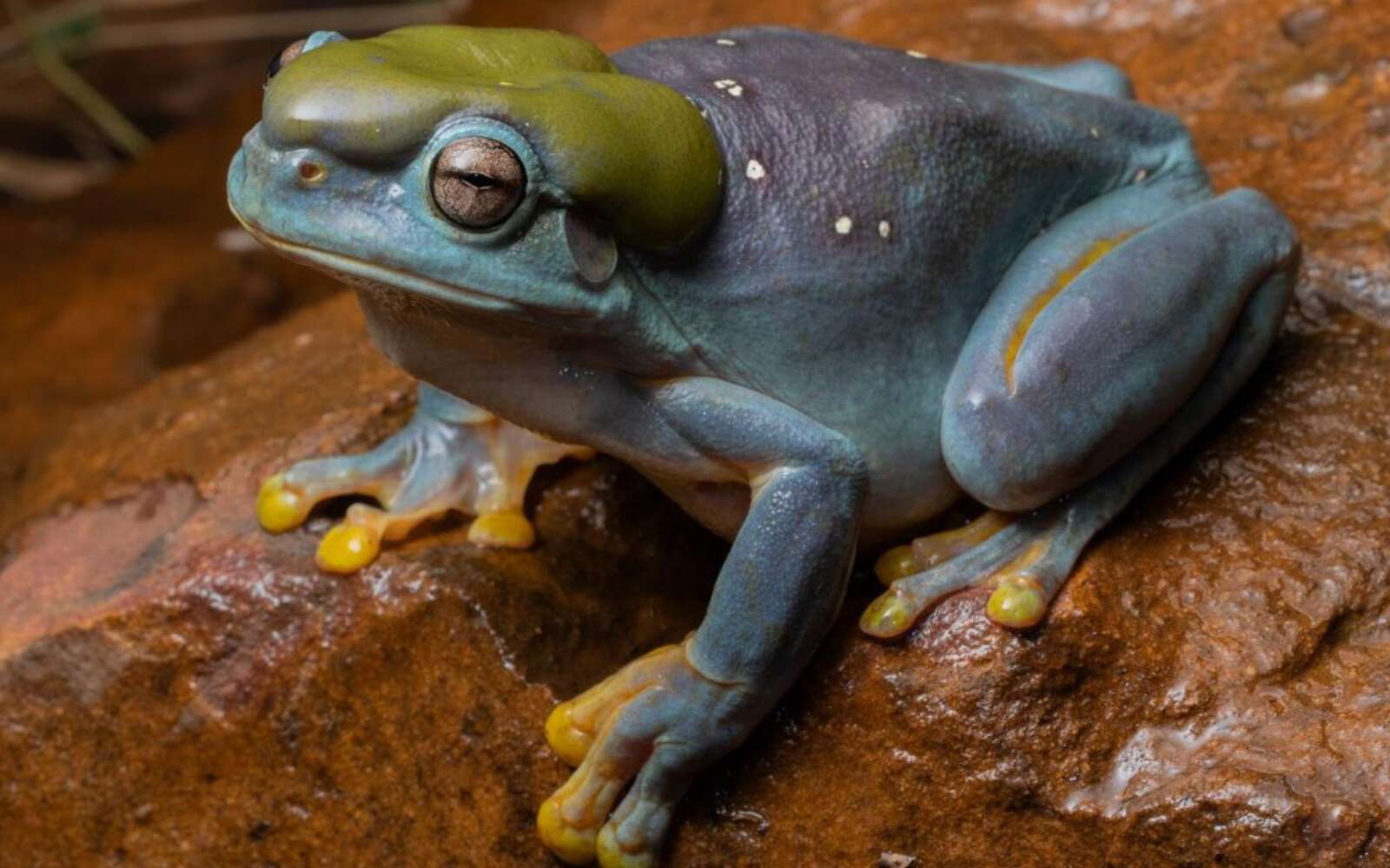 Mutation spectaculaire : une grenouille aux couleurs fascinantes découverte, « c'est très excitant »