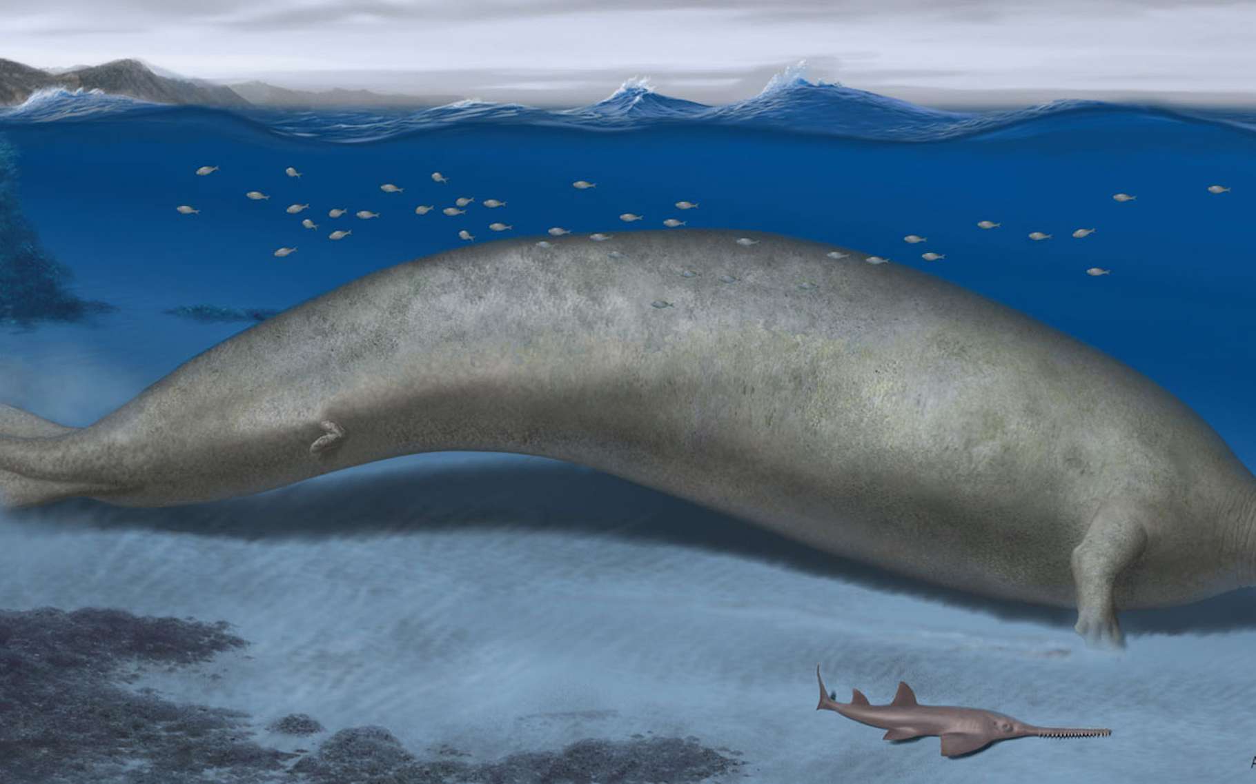 C'était peut-être le plus gros animal qui ait jamais vécu sur Terre !
