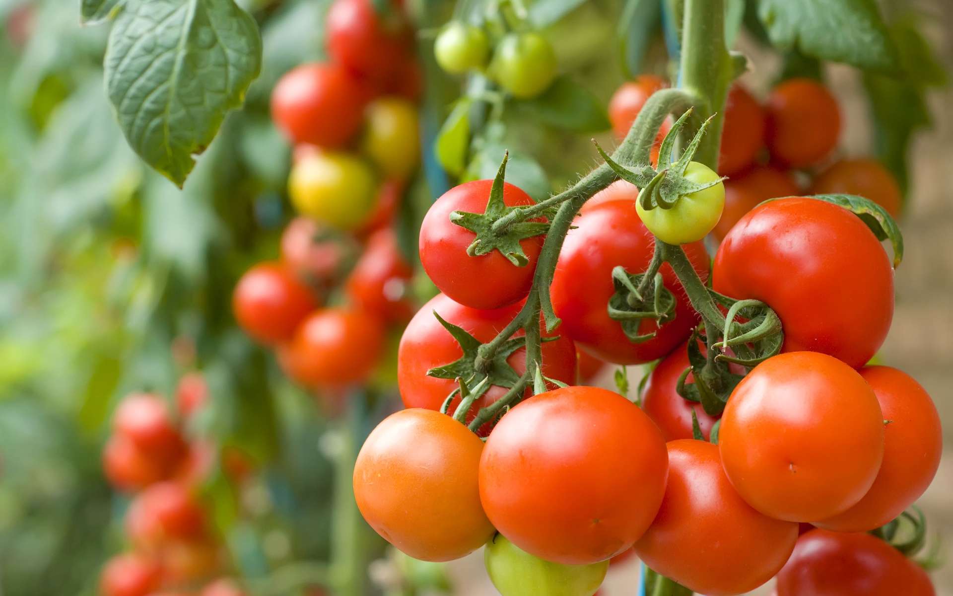 Tomate : taille et entretien de vos plants