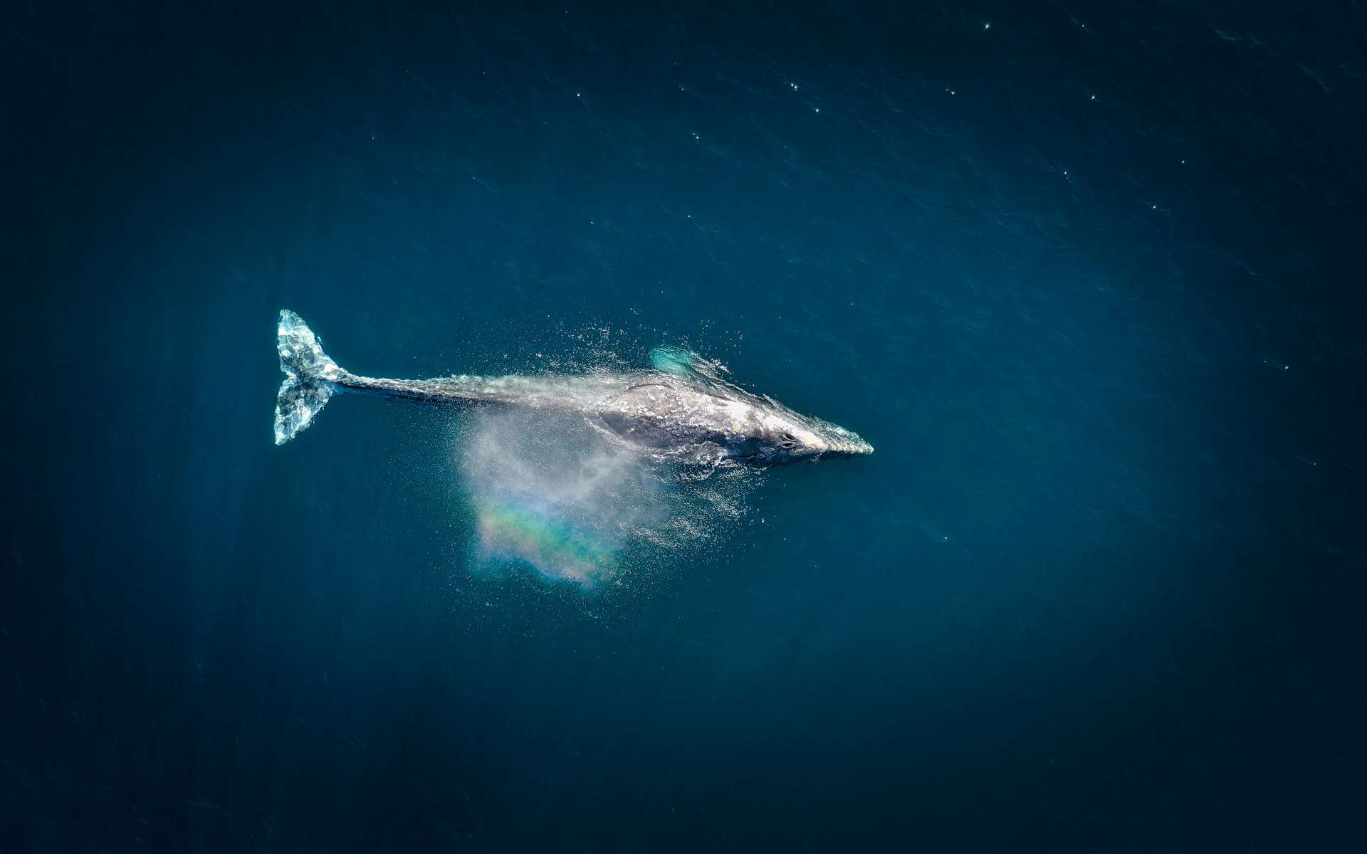 L'ADN des baleines bleues révèle qu'elles mettent en danger leur population !