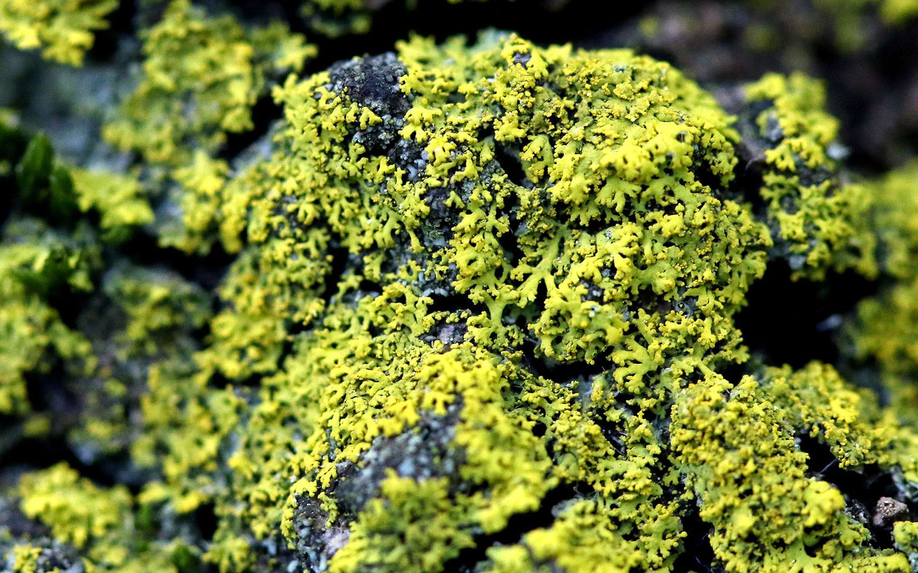 Du lichens