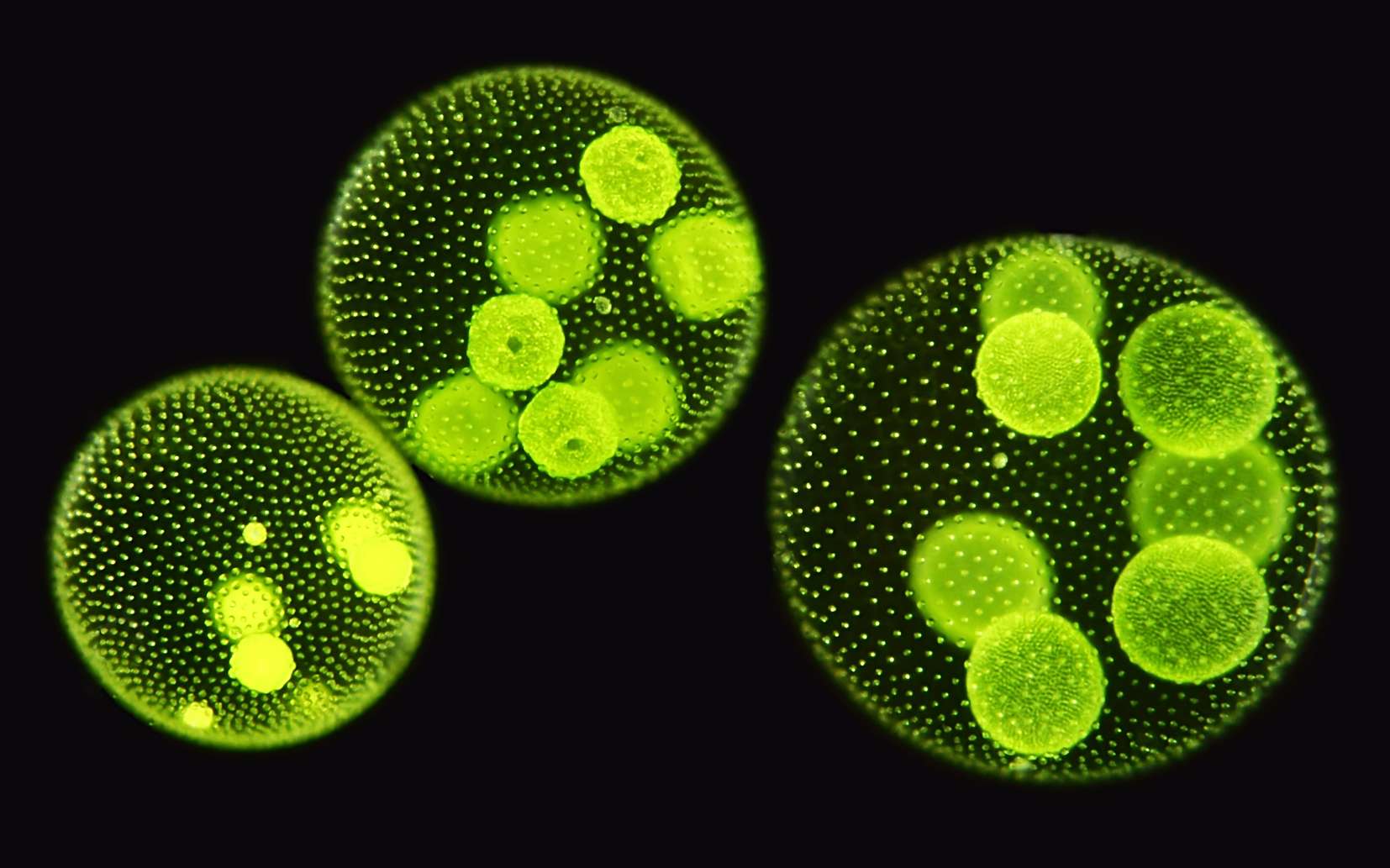 Les coccolithophores sont des microalgues planctoniques. © micro_photo, Fotolia