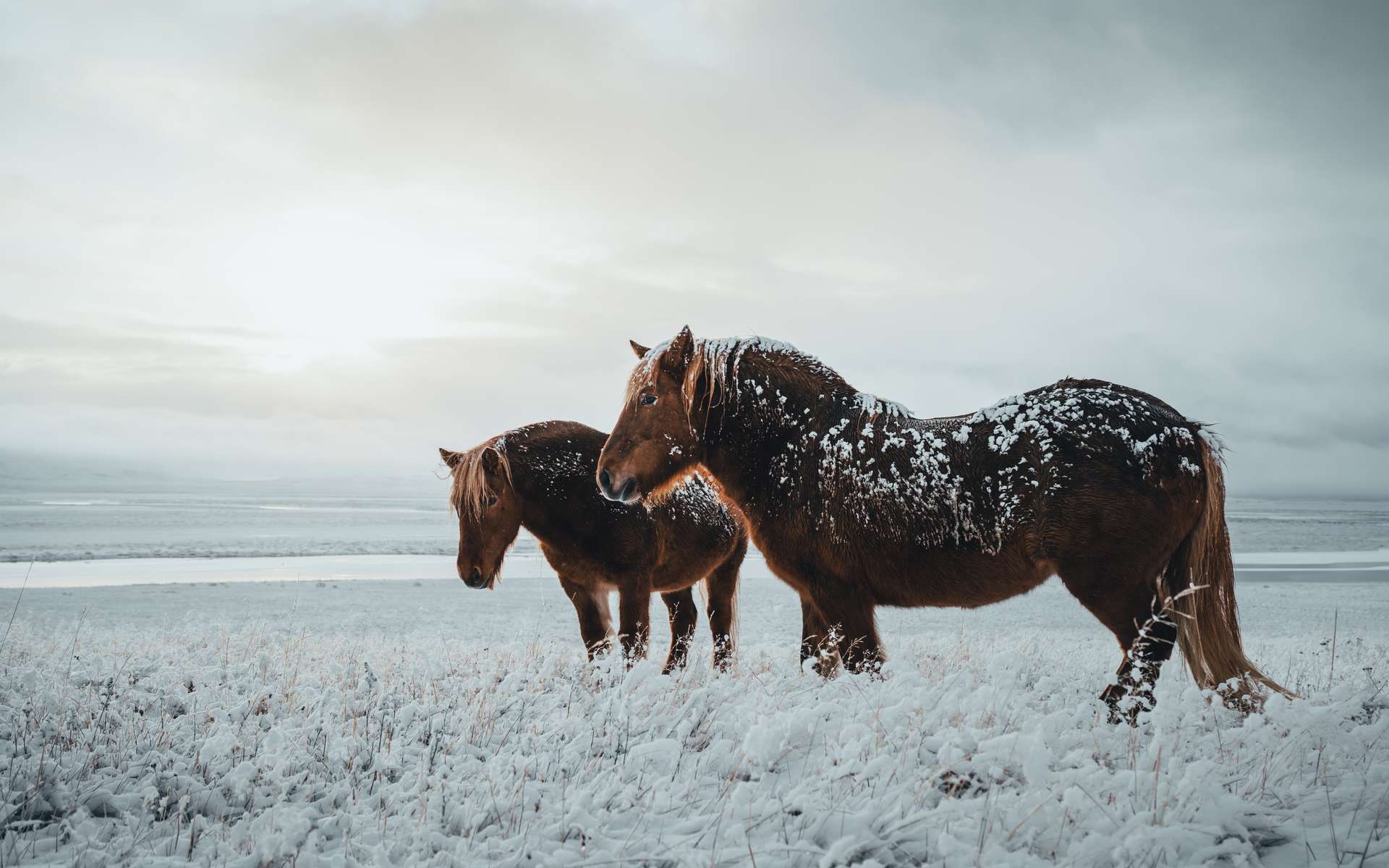Les chevaux pourraient empêcher la fonte du permafrost en le piétinant