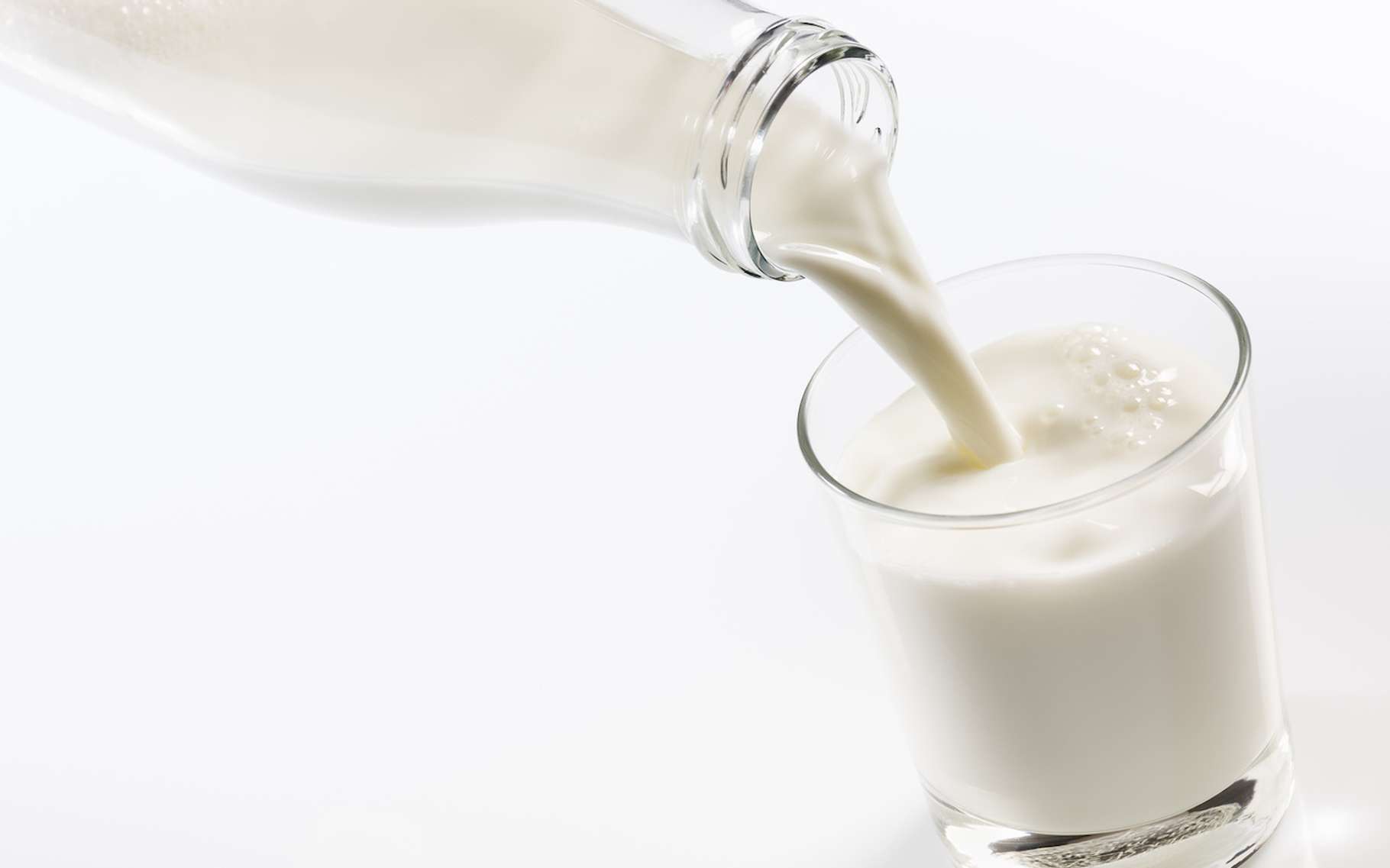 Le lait de vache, un lait animal, reste la nourriture exclusivement des nourrissons. © winston, Fotolia