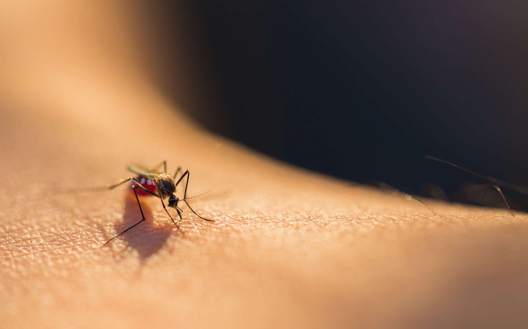 Les piqûres de moustiques, c’est l’enfer. Parfois au sens strict du terme. Lorsque le moustique est porteur d’une maladie. Mais des chercheurs de l’université de Californie à Riverside (États-Unis) viennent de mettre le doigt sur une fragilité génétique qui pourrait faire avancer la lutte contre les moustiques. © Lab_Photo, Adobe Stock