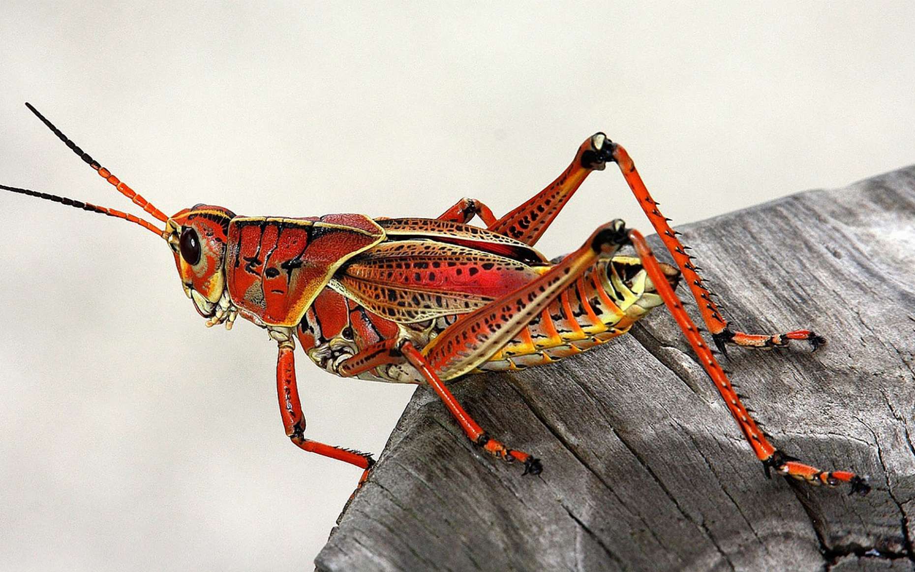 Insecta : ce monde méconnu dont on se méfie ! Pourrions-nous vivre sans eux ?