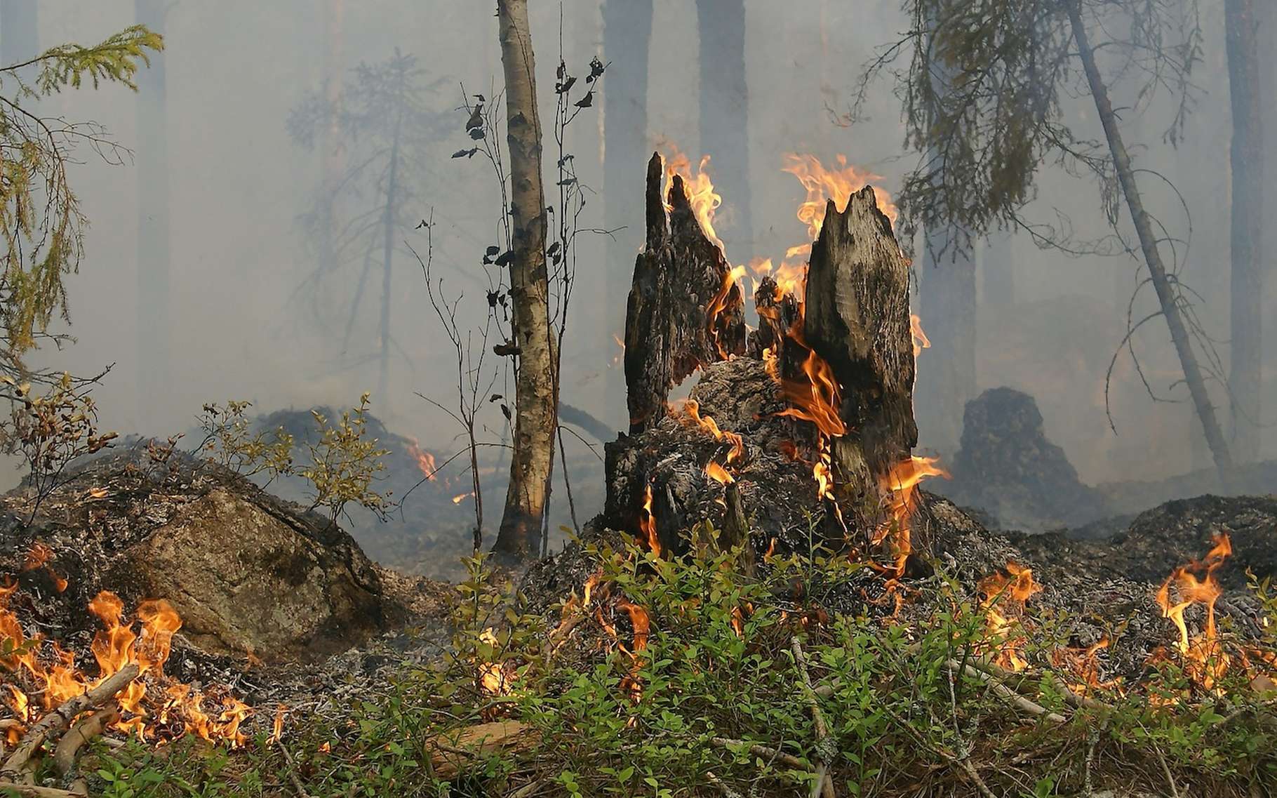 Selon une étude scientifique, les saisons durant lesquelles les feux de forêt sont les plus probables se rallongent au fil des années. © Ylvers, Pixabay License