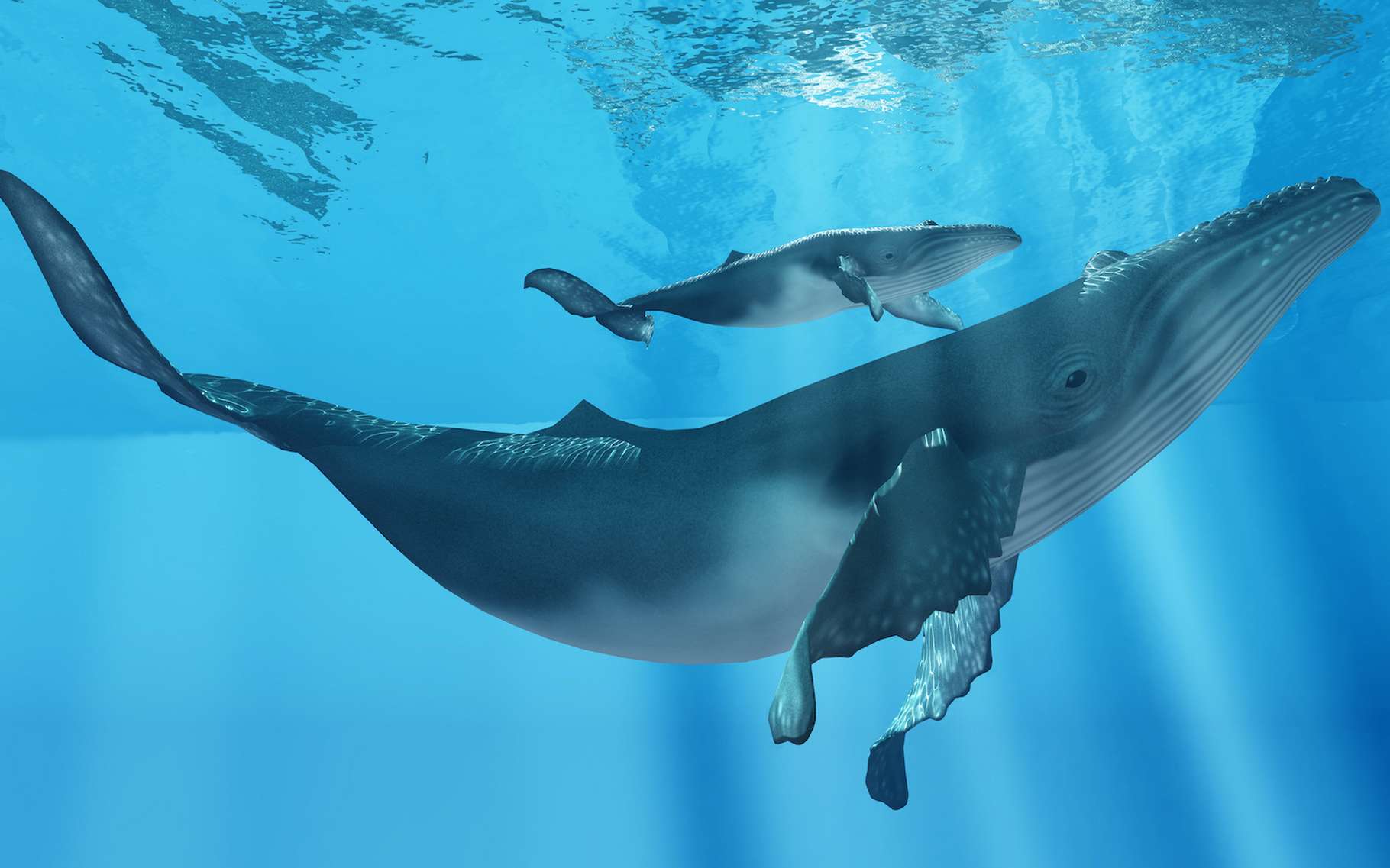 À l’âge adulte, une baleine à bosse peut peser jusqu’à 36 tonnes et mesure entre 15 et 20 mètres. Des données confirmées par les drones utilisés par les chercheurs de l’université d’Hawaï dans leur projet d’évaluation des comportements maternels chez les femelles baleines à bosse. © Catmando, Adobe Stock