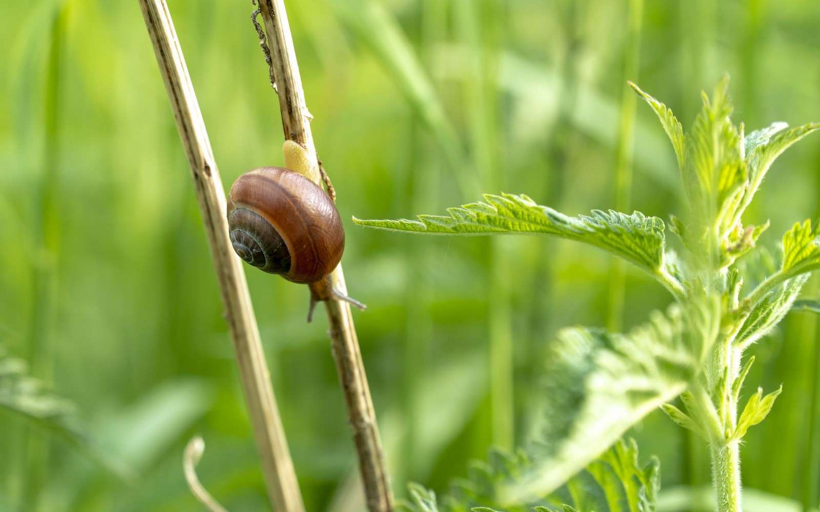 Pourquoi il ne faut pas chasser les escargots et les limaces du jardin