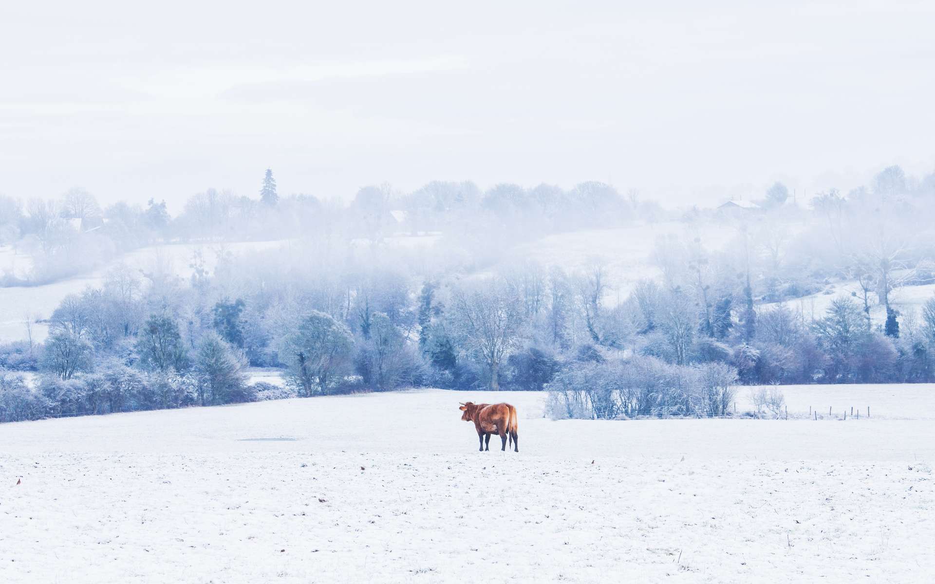 En images : la neige transforme les paysages en France