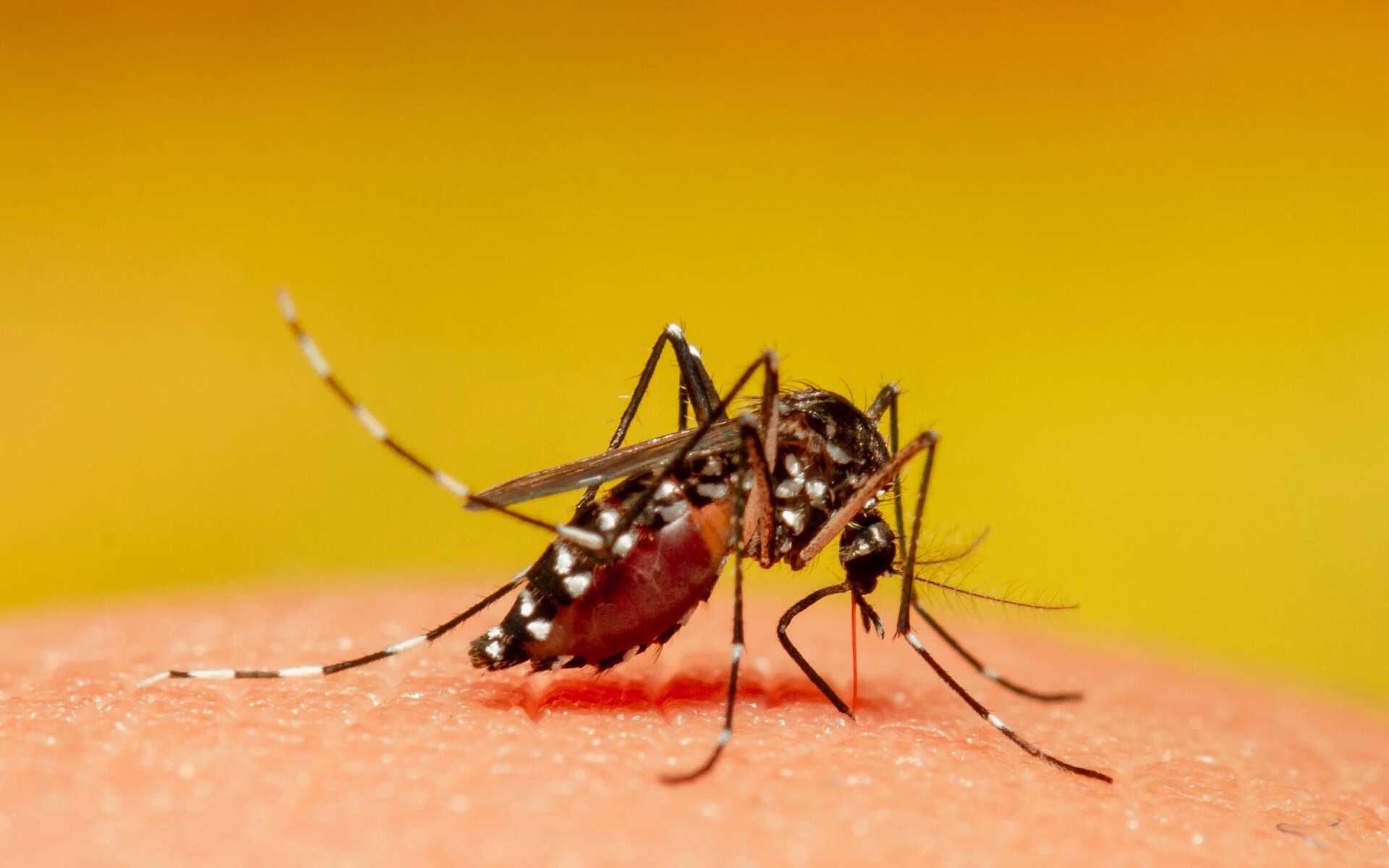 Record alarmant de cas de dengue en France avant les JO : ce qu'il faut savoir