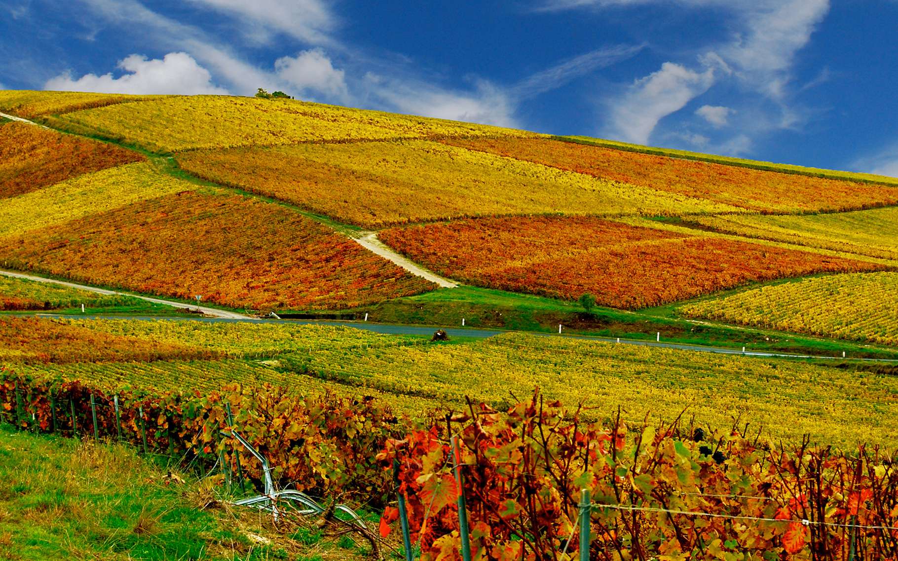 L'analyse du vignoble français par un géologue montre toute l'importance du terroir. © DR