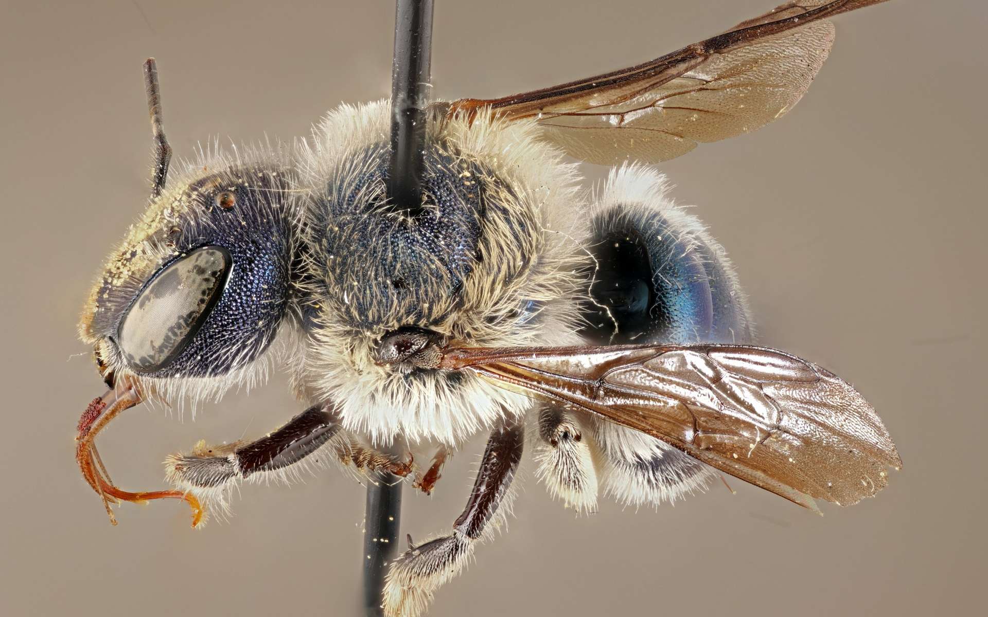 Une espèce d'abeille bleue réapparaît en Floride !