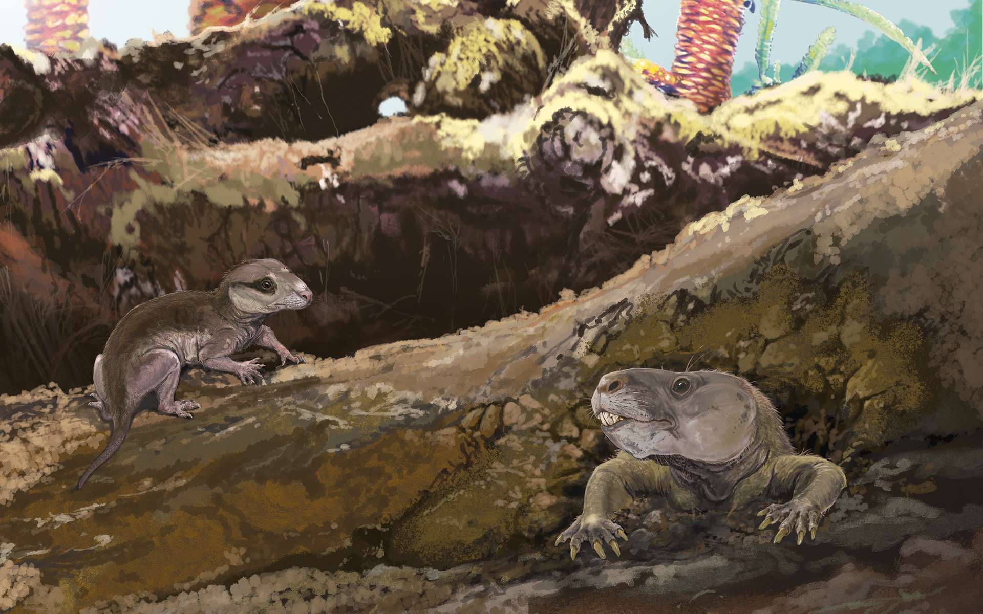 La découverte du plus vieux mammifère connu fait reculer leur origine de 20 millions d'années !