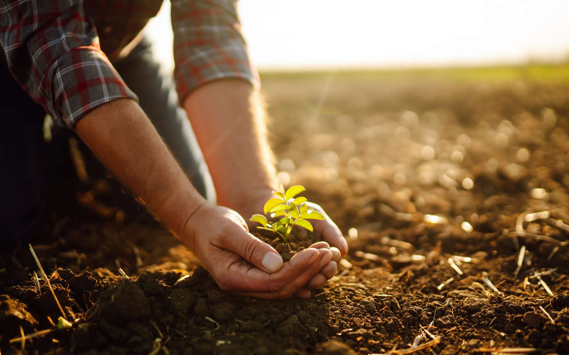 Dépolluer les sols par les plantes