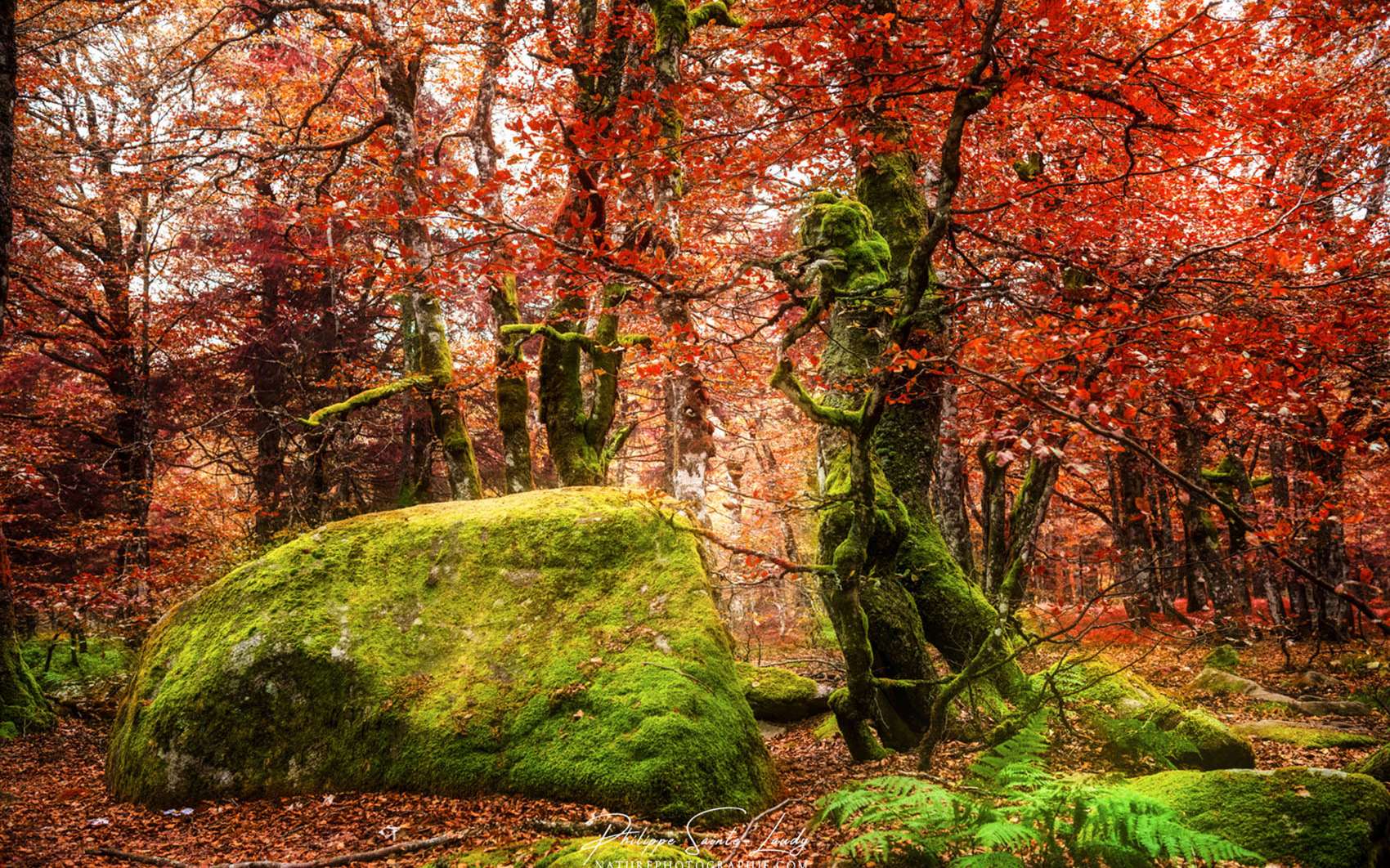 Photos  Les couleurs chatoyantes de l'automne par Philippe Sainte-Laudy