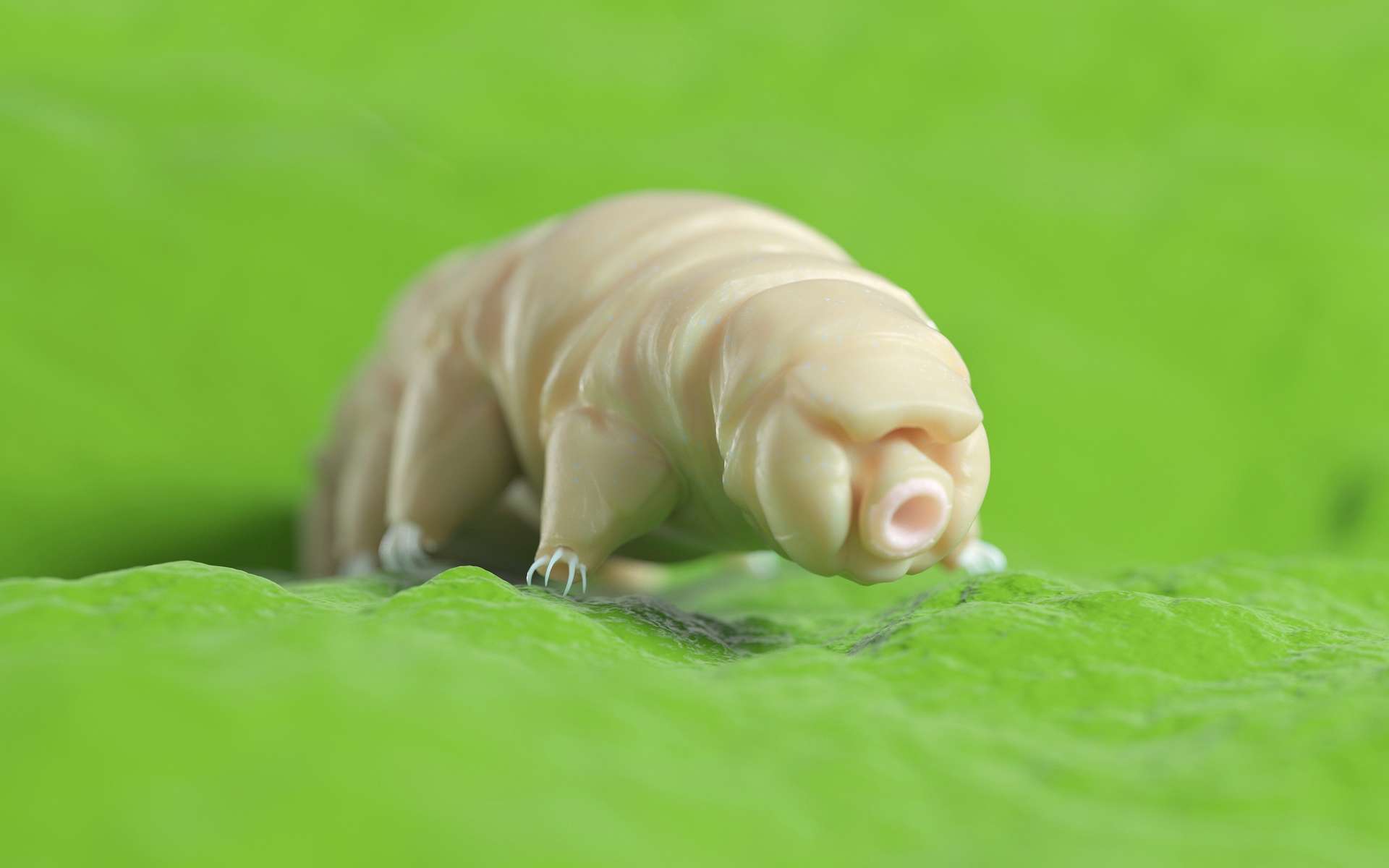Cette illustration montre bien les pattes du tardigrade. Elles intriguent les chercheurs qui tentent de savoir pourquoi le petit « ourson d’eau » a développé une technique de marque qui ressemble à celle d’insectes bien plus gros que lui. © SciePro, Adobe Stock