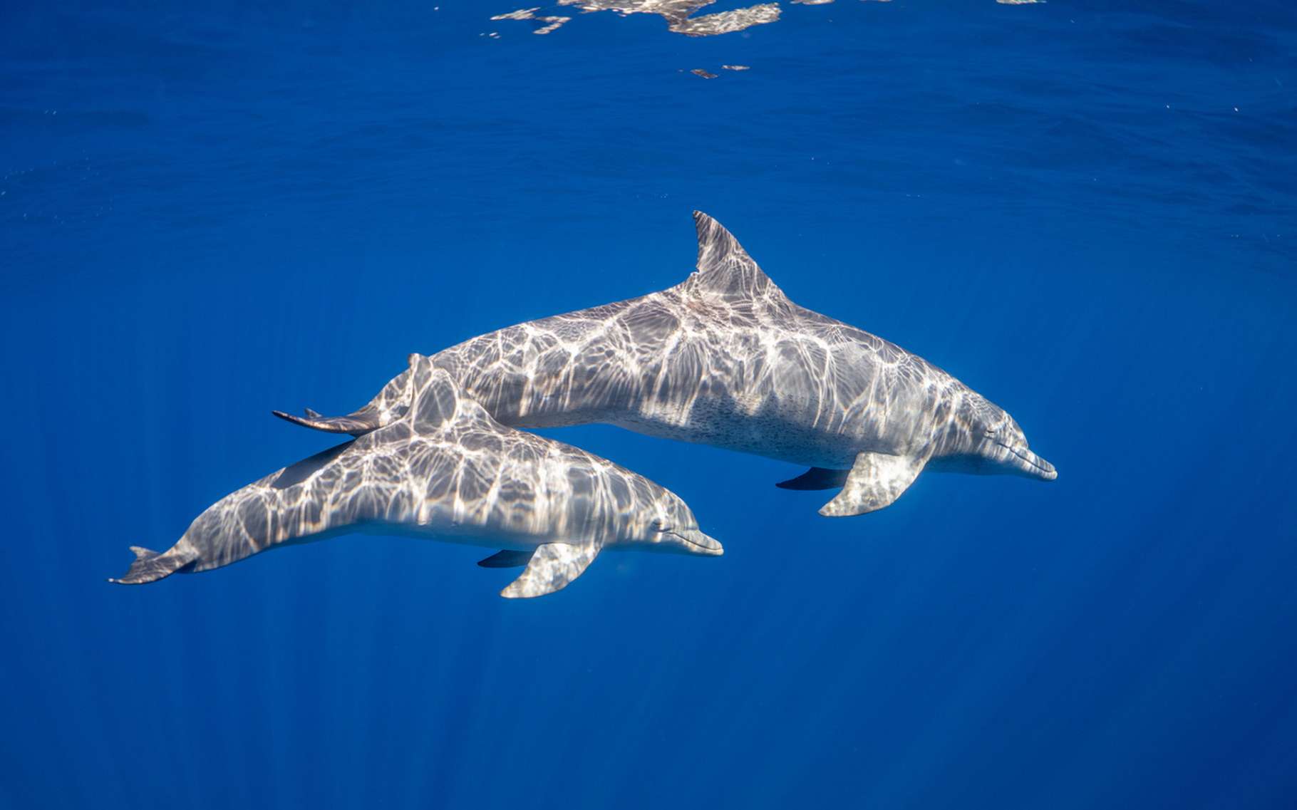 Des chercheurs du Groupe d’étude des mammifères marins (GEMM) ont observé un comportement exceptionnel chez les Grands dauphins du côté de l’atoll géant de Rangiroa, en Polynésie française. © Dmitry Kokh, Fotolia