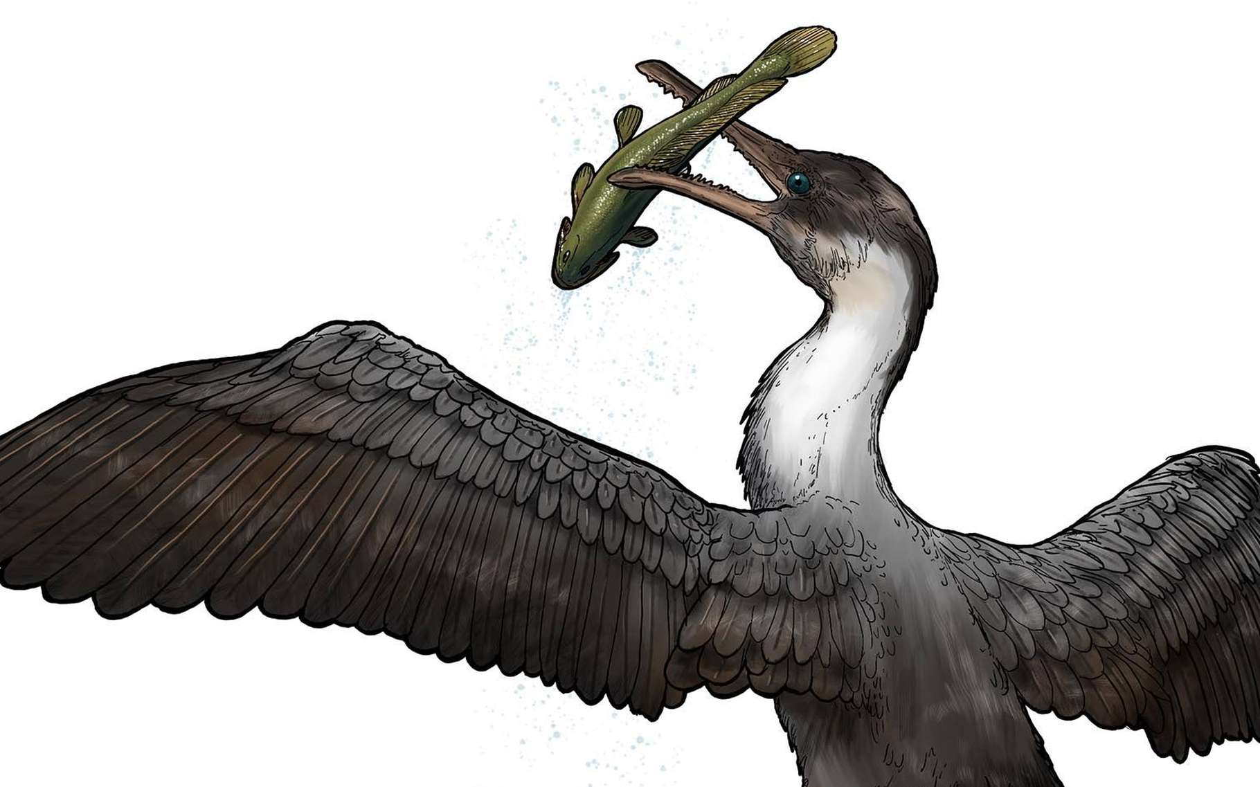Un oiseau à dents saisit un poisson : une scène peut-être banale il y a 90 millions d'années, à l'époque où les dinosaures abondaient. © University of Rochester, Michael Osadciw