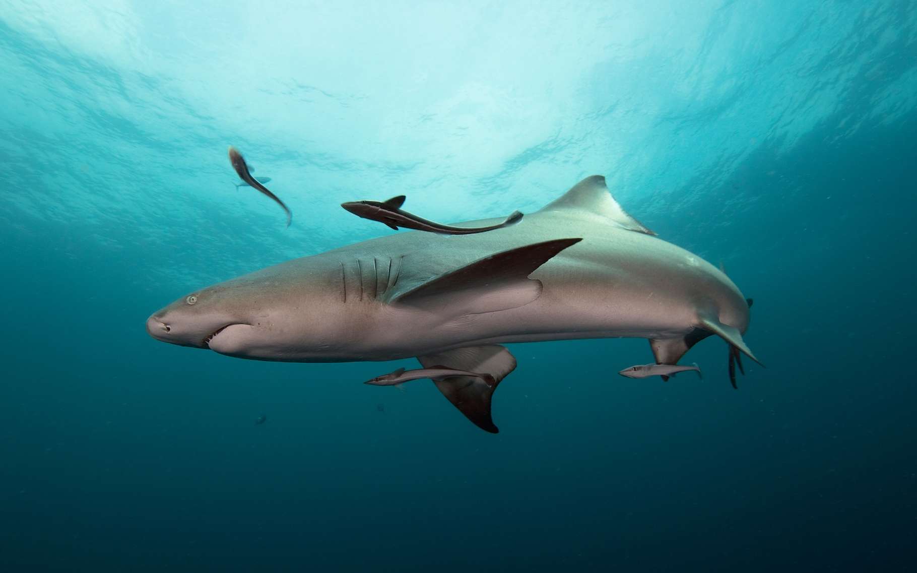 Les scientifiques sont sous le choc : le mégalodon était un prédateur bien plus effrayant qu'on ne le pensait !