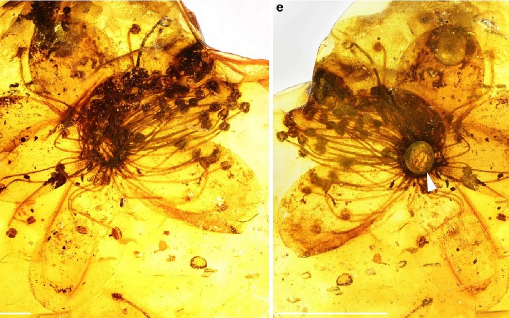Cette fleur de 35 millions d'années est la plus grande jamais découverte dans de l'ambre !